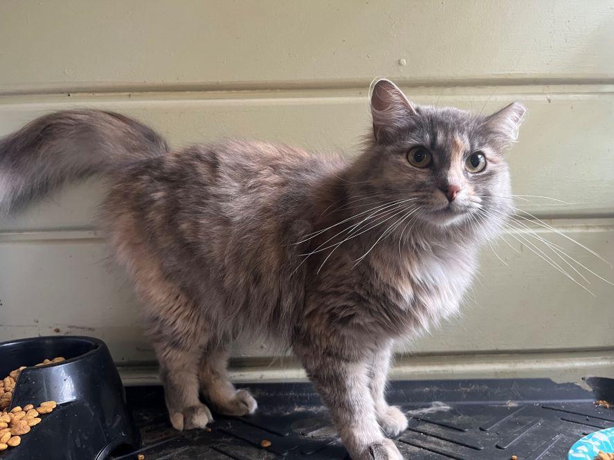 Enlarge Coy, an adopted mixed breed in Tulsa, OK image 3/4