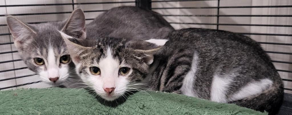 Enlarge Natalie (Bonded with Nick), a Adoptable mixed breed in St. Louis, MO image 1/3