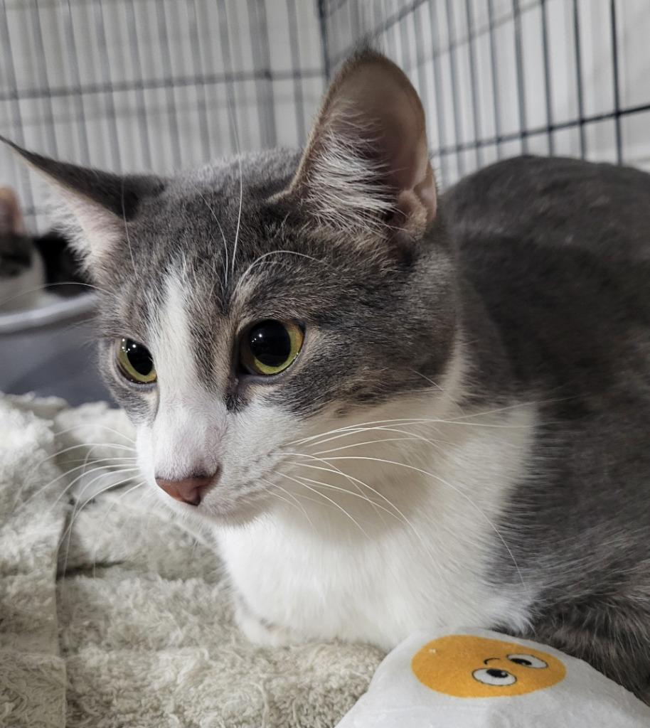 Natalie (Bonded with Nick), Adoptable, Young Female Domestic Short Hair.