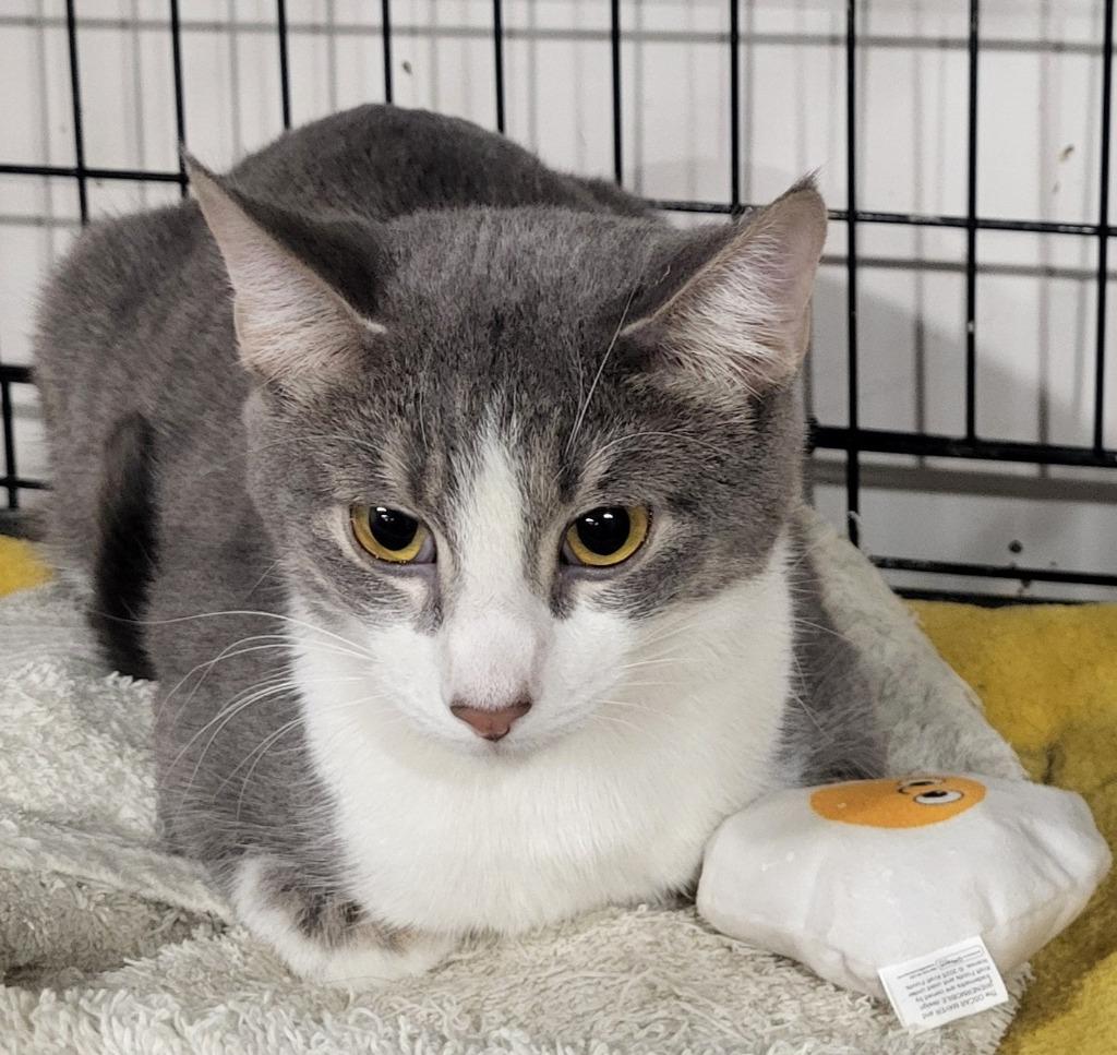 Enlarge Natalie (Bonded with Nick), a Adoptable mixed breed in St. Louis, MO image 2/3