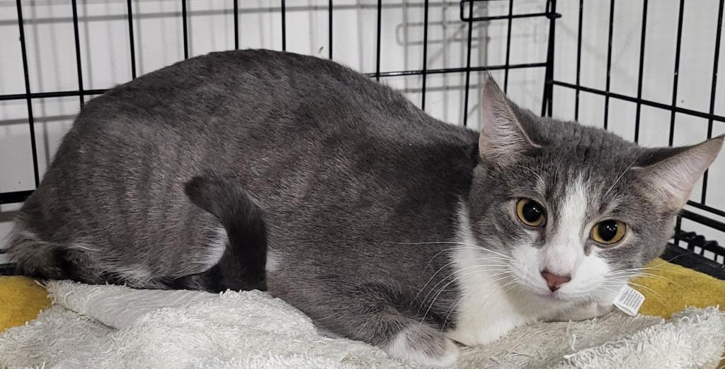 Enlarge Natalie (Bonded with Nick), a Adoptable mixed breed in St. Louis, MO image 3/3