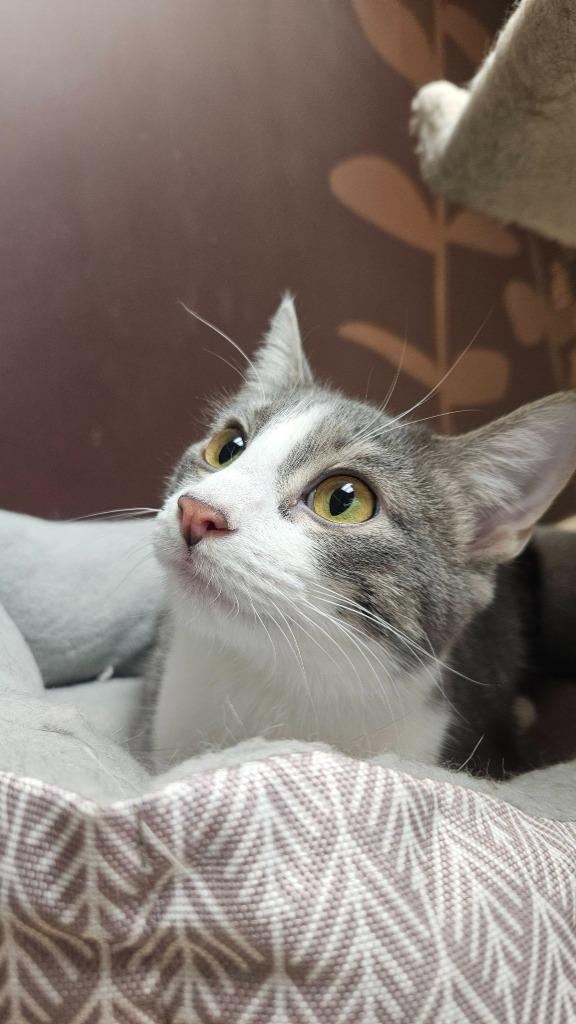 Natalie (Bonded with Nick) — thumbnail 4