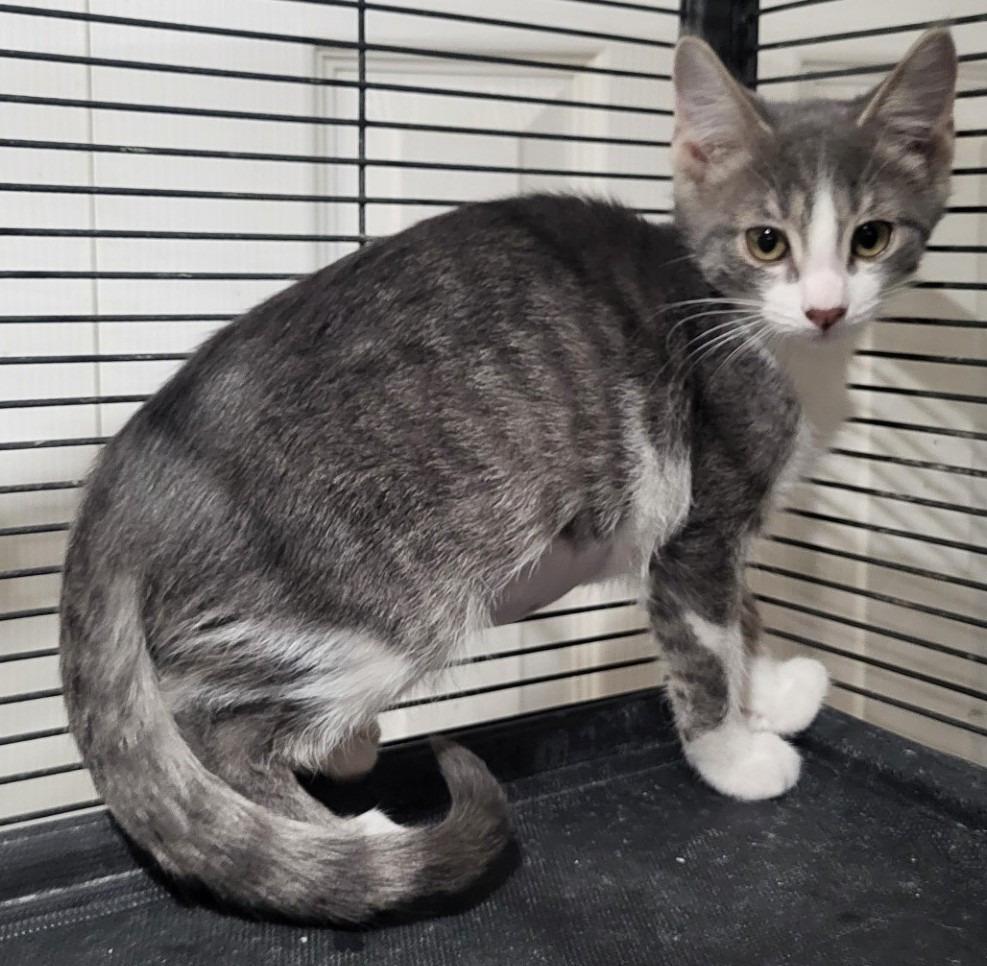 Enlarge Natalie (Bonded with Nick), a Adoptable mixed breed in St. Louis, MO image 2/3