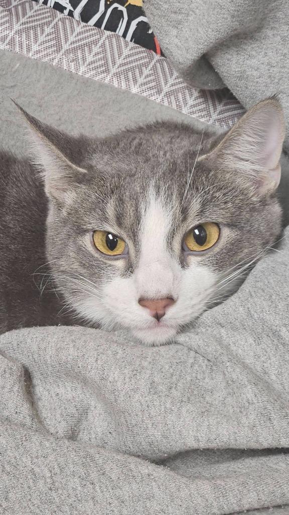 Natalie (Bonded with Nick) — thumbnail 5