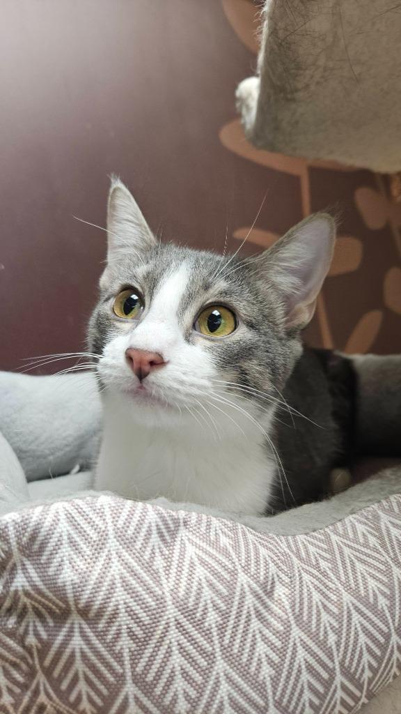 Natalie (Bonded with Nick) — thumbnail 6