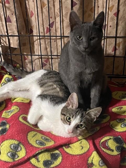 Bugsy and Gracie:, Adoptable, Kitten Female Domestic Short Hair.