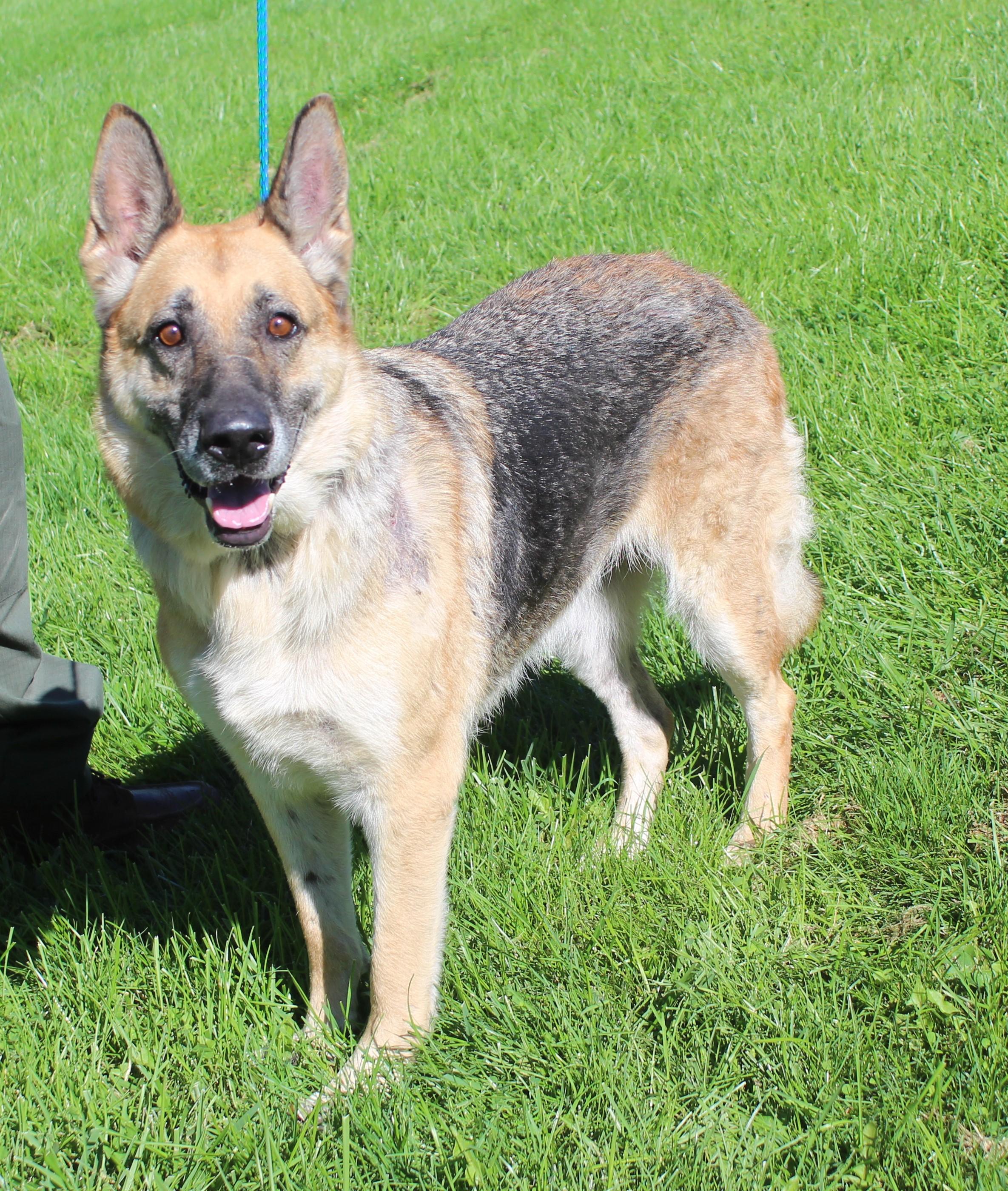 Patsy (12366), Adoptable, Senior Female German Shepherd Dog.
