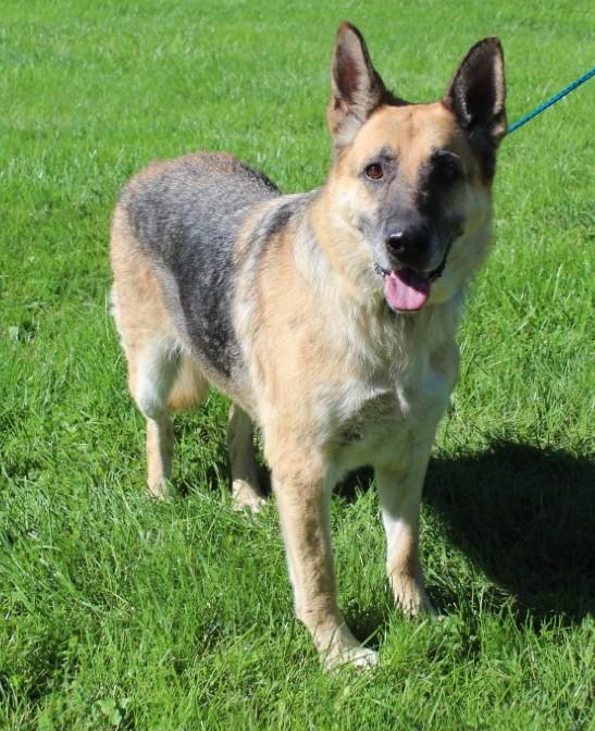 Enlarge Patsy (12366), a Adoptable mixed breed in Heath, OH image 2/2