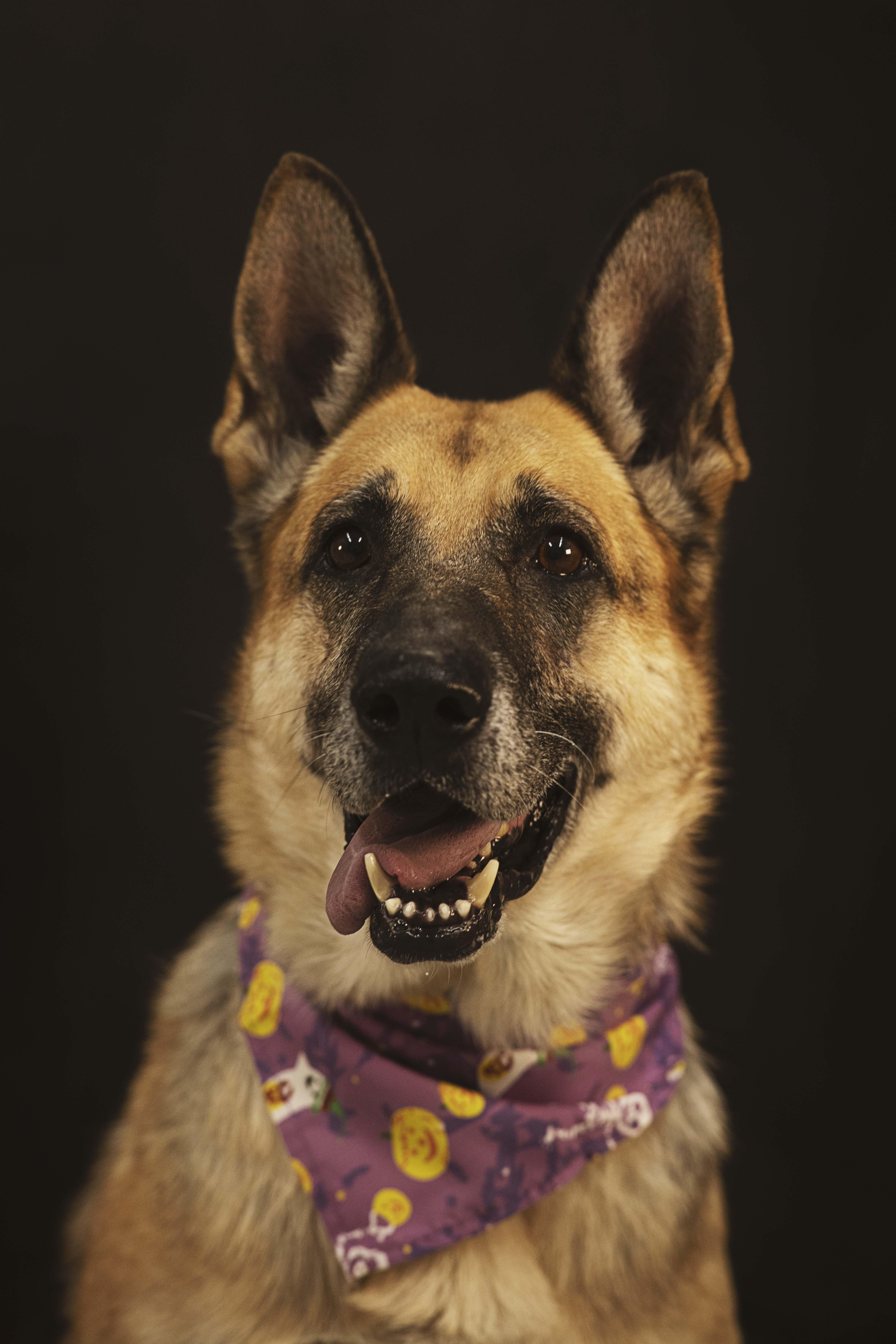 Patsy (12366), Adoptable, Senior Female German Shepherd Dog.