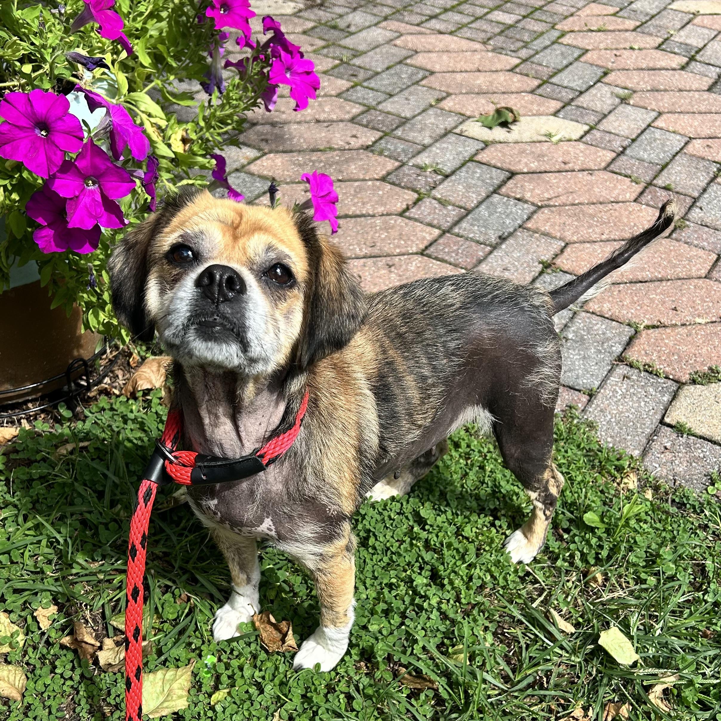 Sunshine, Adopted, Adult Female Puggle.