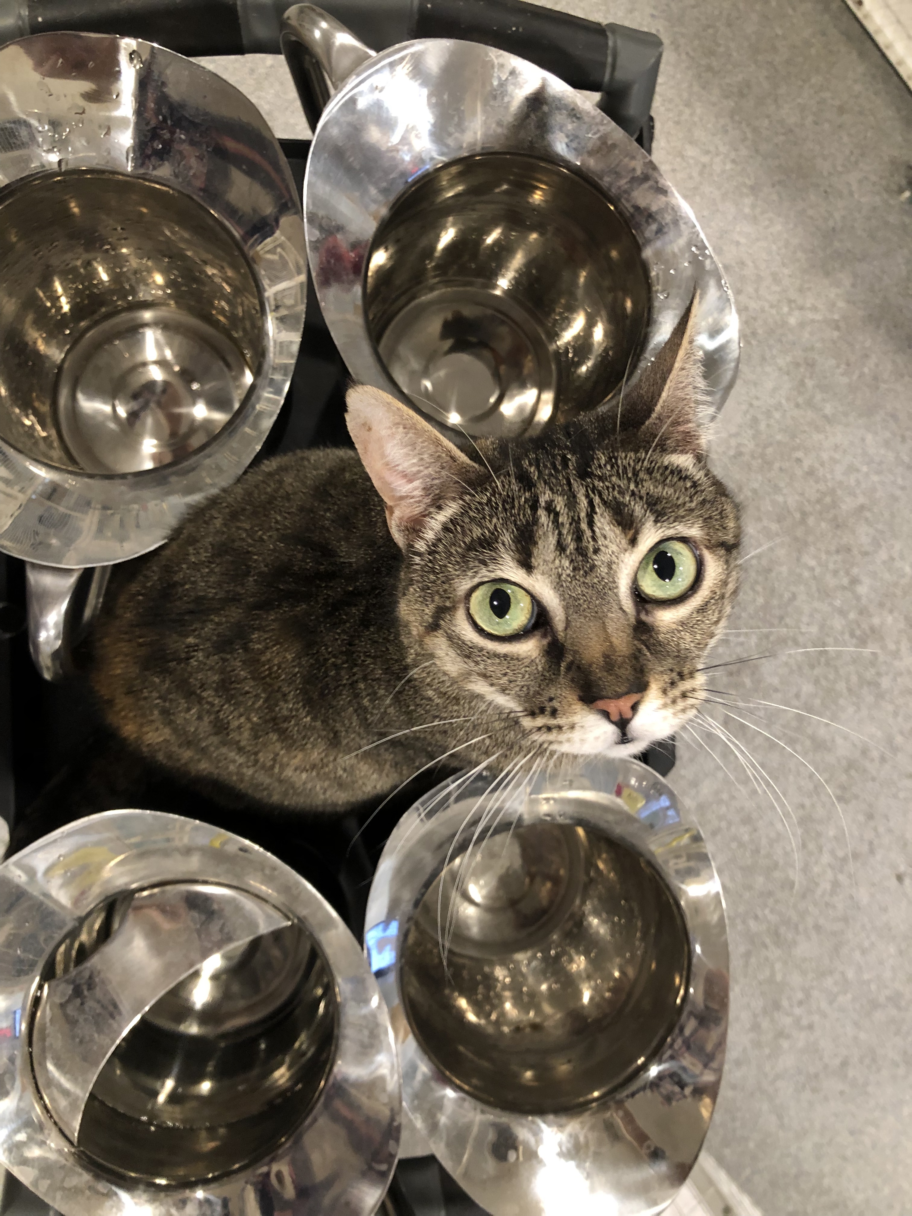 Enlarge Shelly, a Adoptable Tabby in Clifton, NJ image 1/11