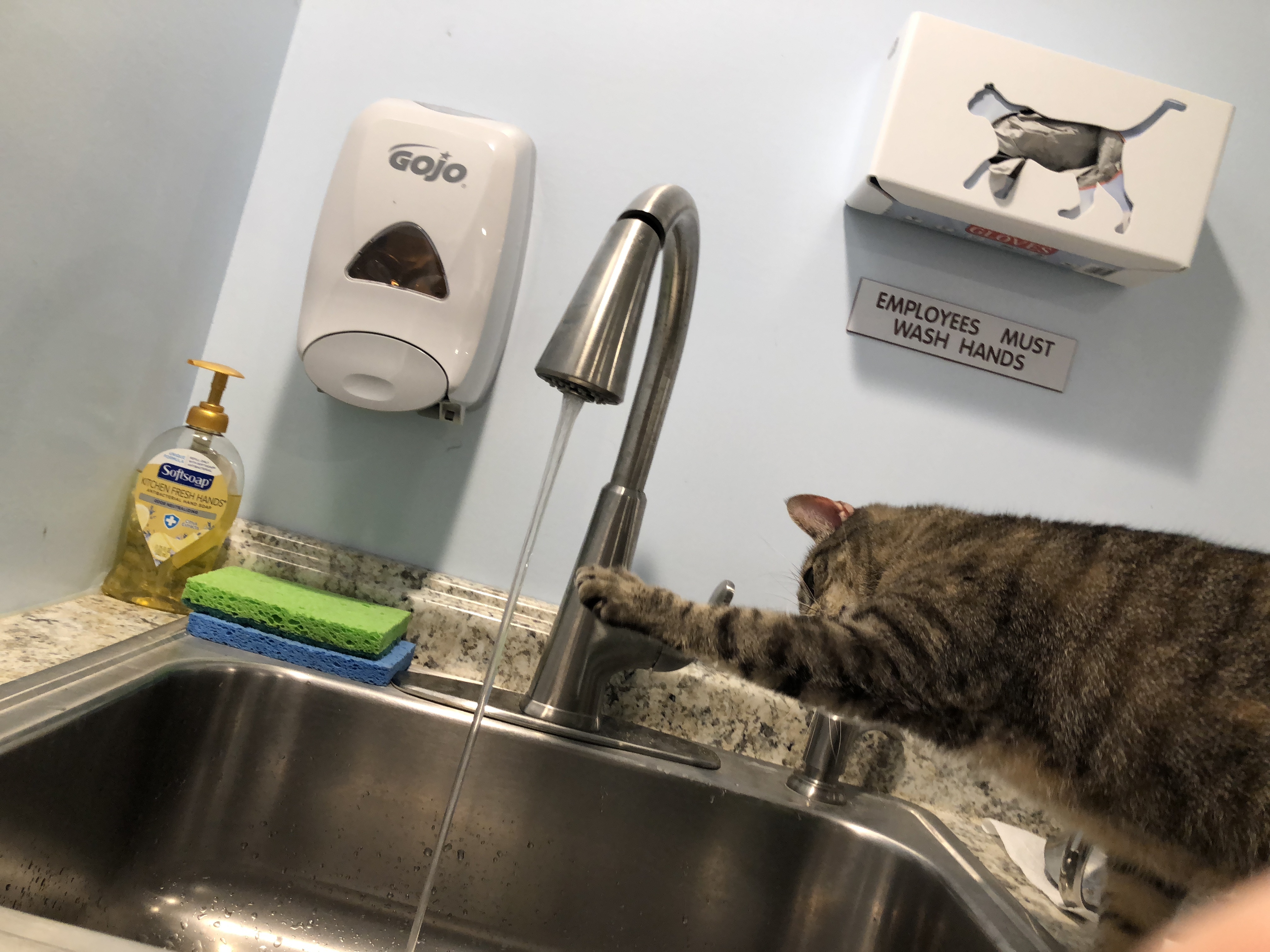 Enlarge Shelly, a Adoptable Tabby in Clifton, NJ image 3/11