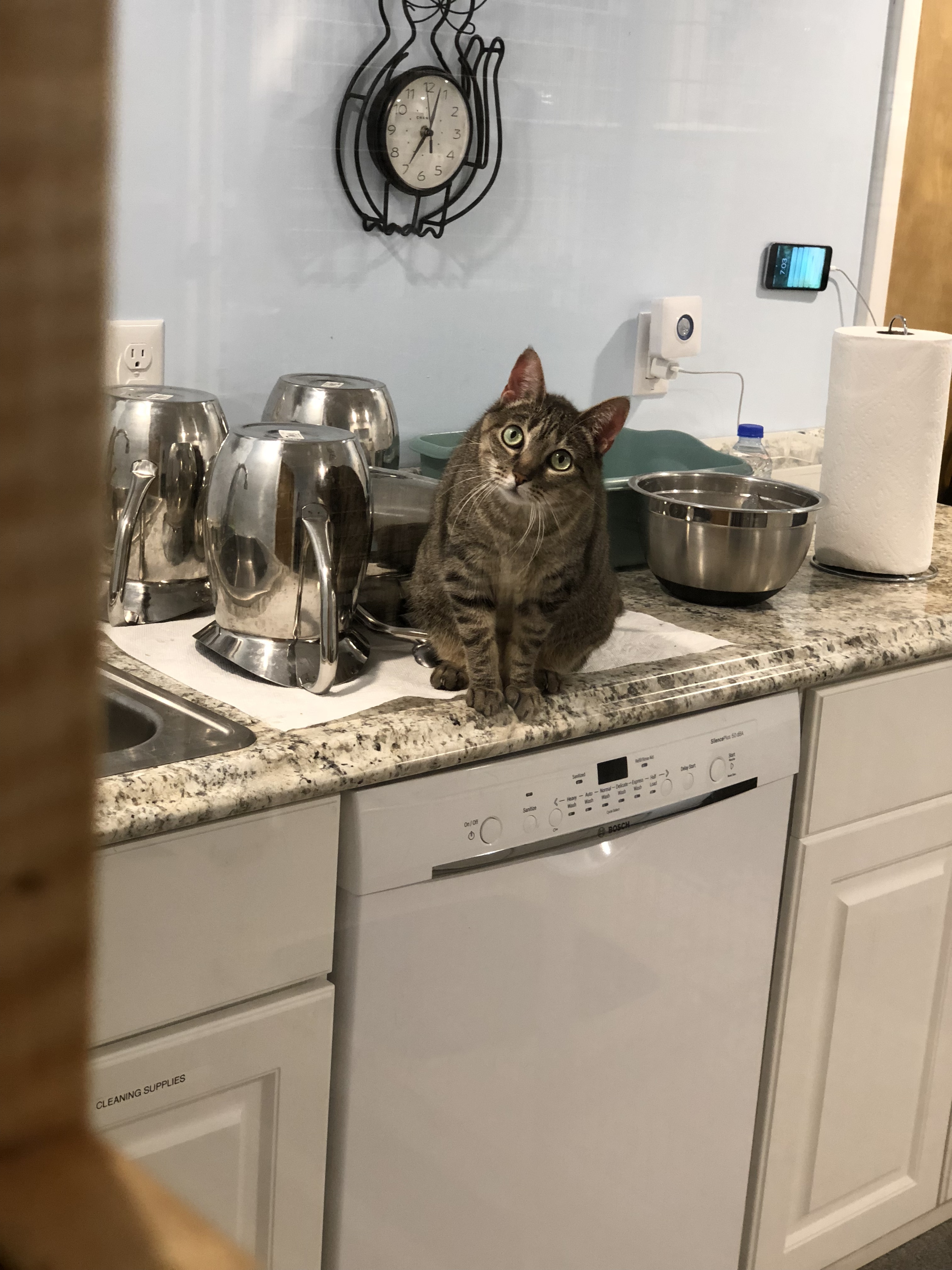 Enlarge Shelly, a Adoptable Tabby in Clifton, NJ image 4/11