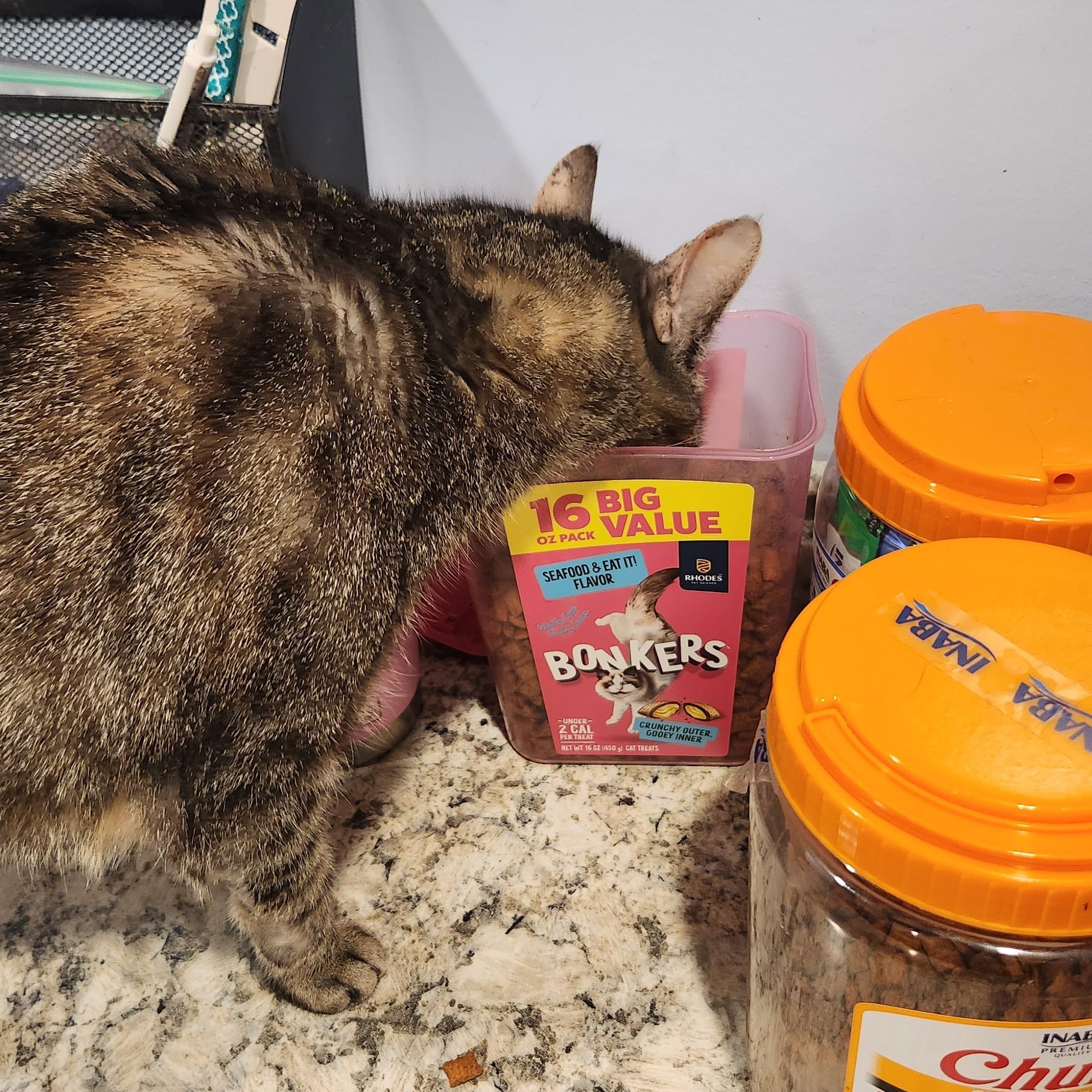 Enlarge Shelly, a Adoptable Tabby in Clifton, NJ image 6/6