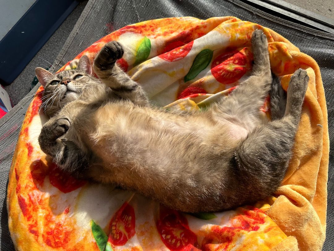 Enlarge Shelly, a Adoptable Tabby in Clifton, NJ image 5/11