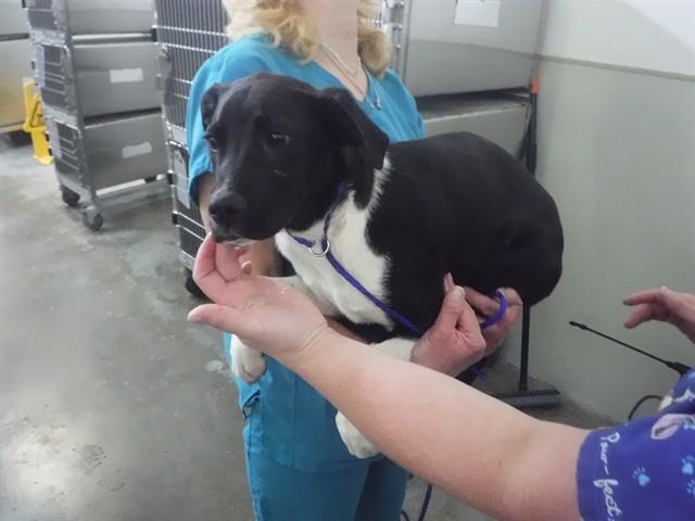 Enlarge HUGO, a Adoptable mixed breed in Oroville, CA image 1/1