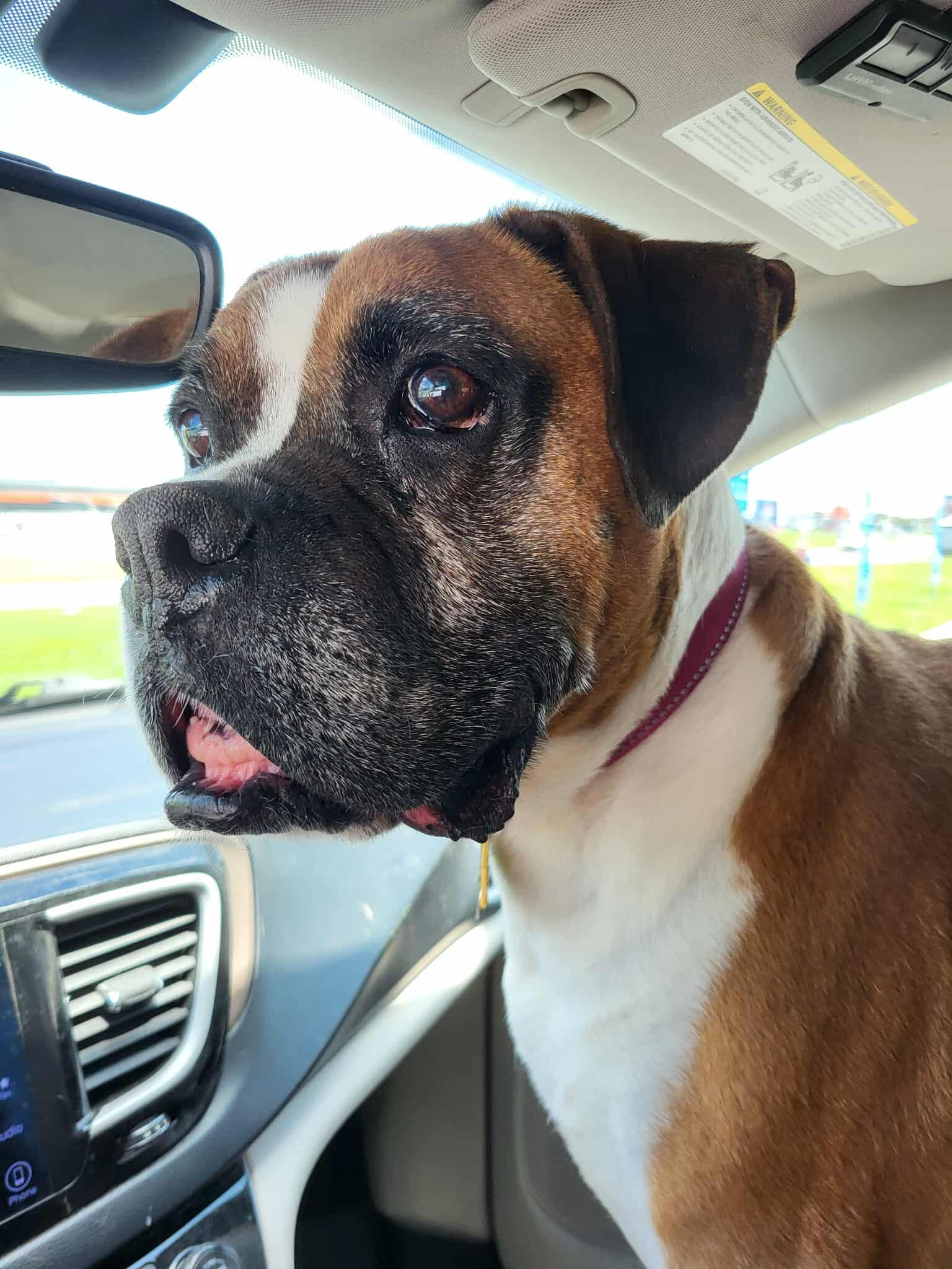 Enlarge Boris - MEDICAL NEEDS!!, a Adoptable Boxer in Shakopee, MN image 1/3