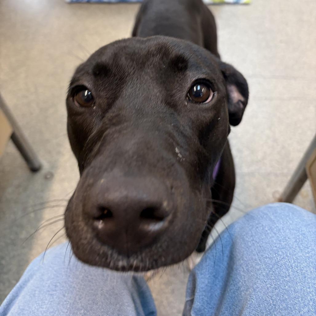 Enlarge Poppy, a Adoptable Pit Bull Terrier in Delaware, OH image 1/6