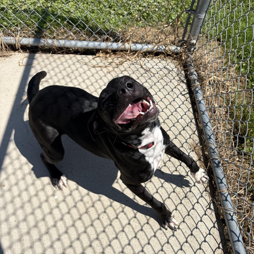 Poppy, Adoptable, Young Female Pit Bull Terrier.