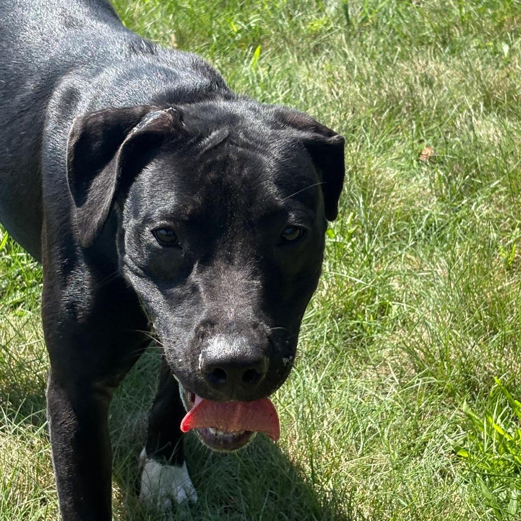 Enlarge Poppy, a Adoptable Pit Bull Terrier in Delaware, OH image 2/6