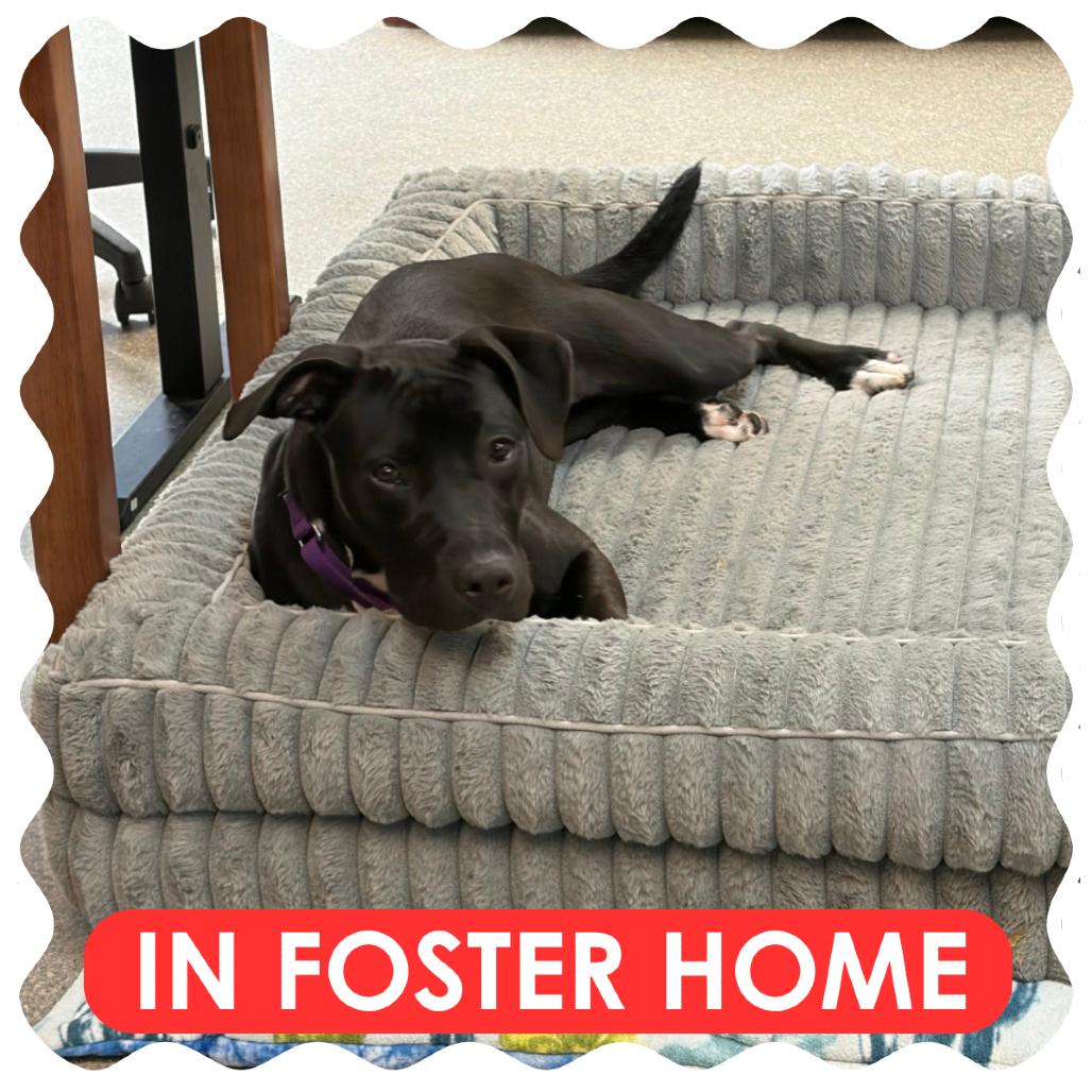 Enlarge Poppy, a Adoptable Pit Bull Terrier in Delaware, OH image 2/6