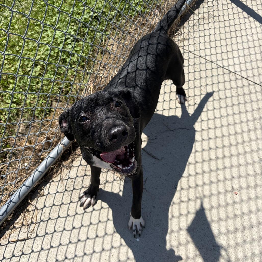 Enlarge Poppy, a Adoptable Pit Bull Terrier in Delaware, OH image 3/6