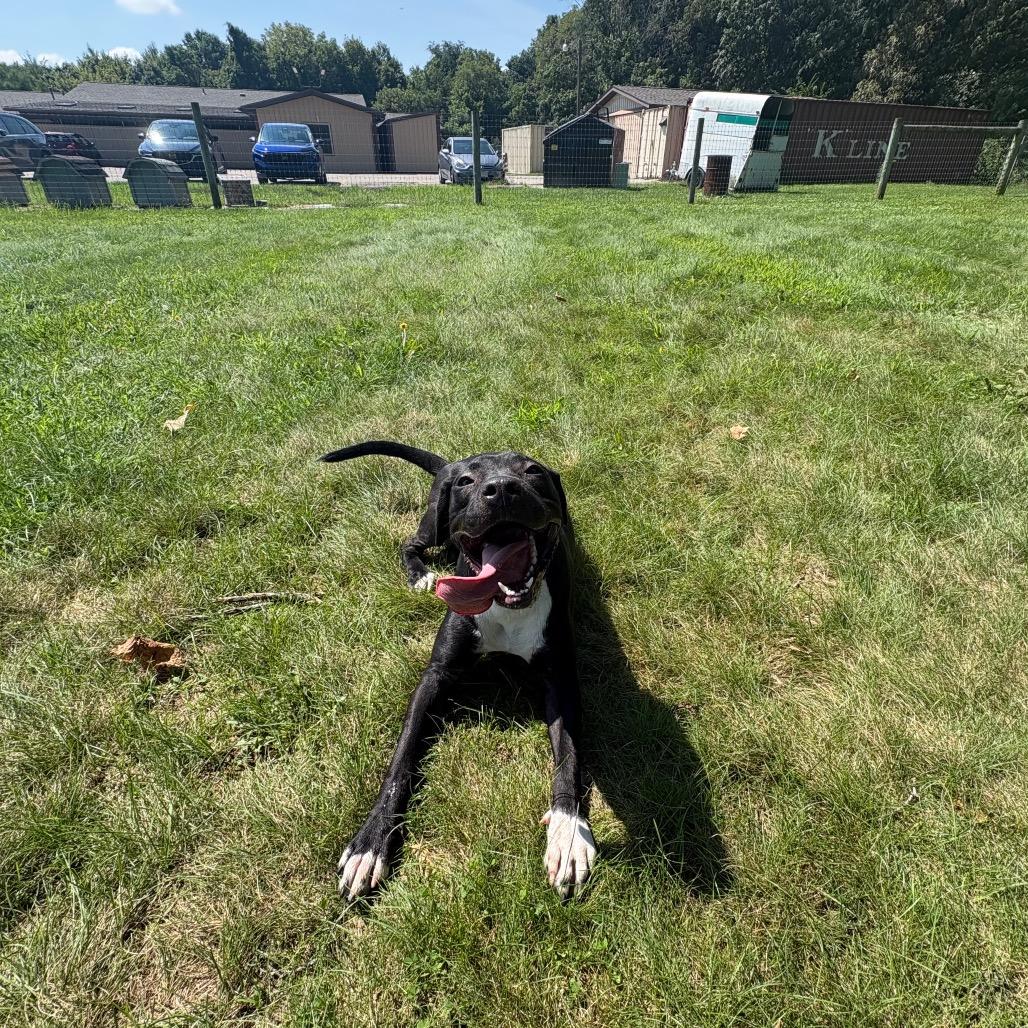 Enlarge Poppy, a Adoptable Pit Bull Terrier in Delaware, OH image 4/6