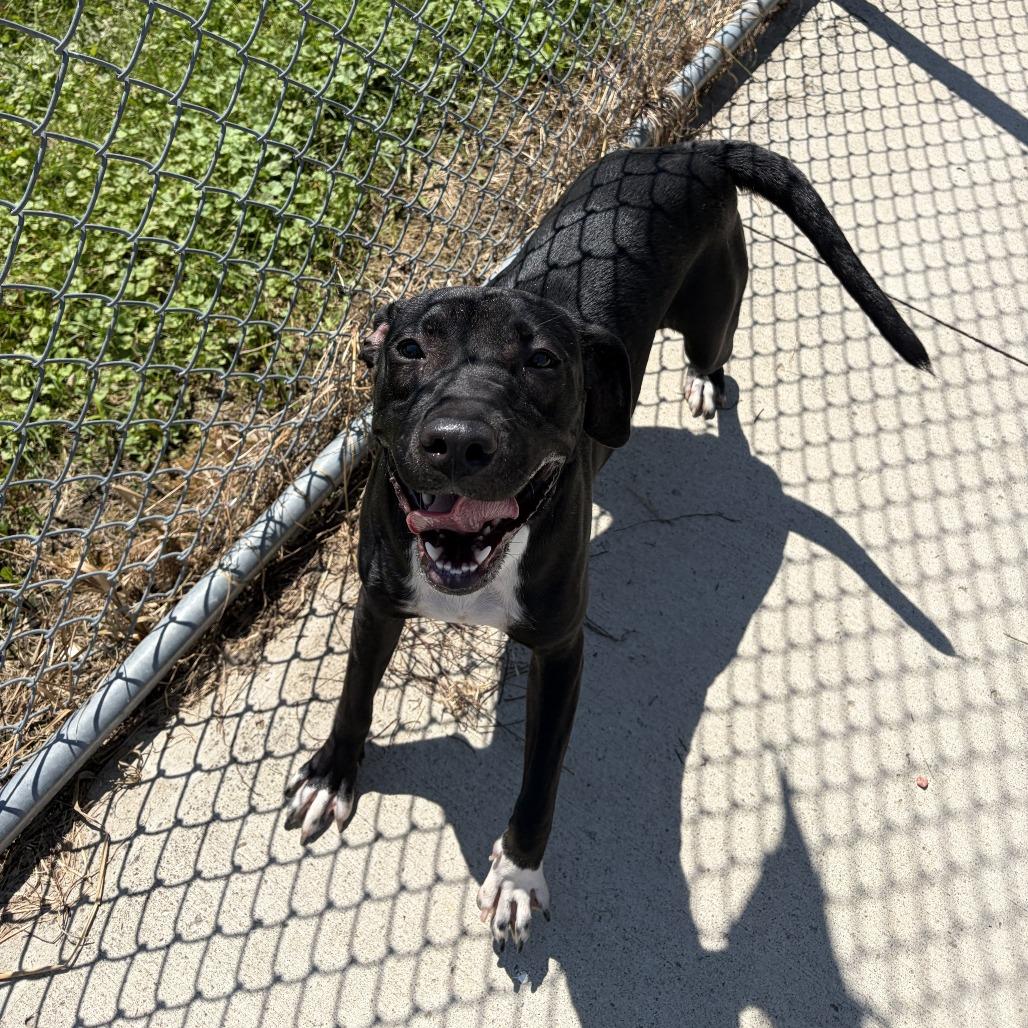 Enlarge Poppy, a Adoptable Pit Bull Terrier in Delaware, OH image 5/6