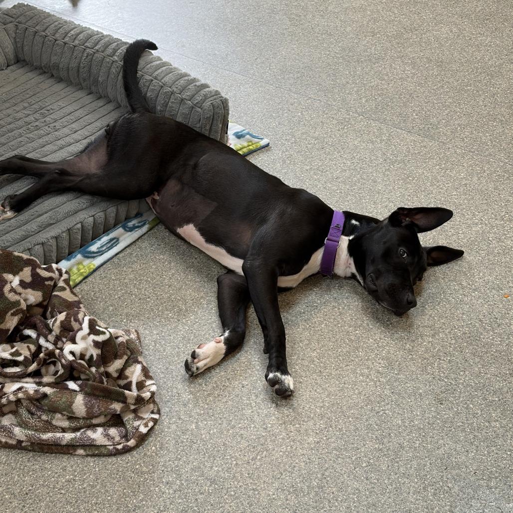 Enlarge Poppy, a Adoptable Pit Bull Terrier in Delaware, OH image 5/6