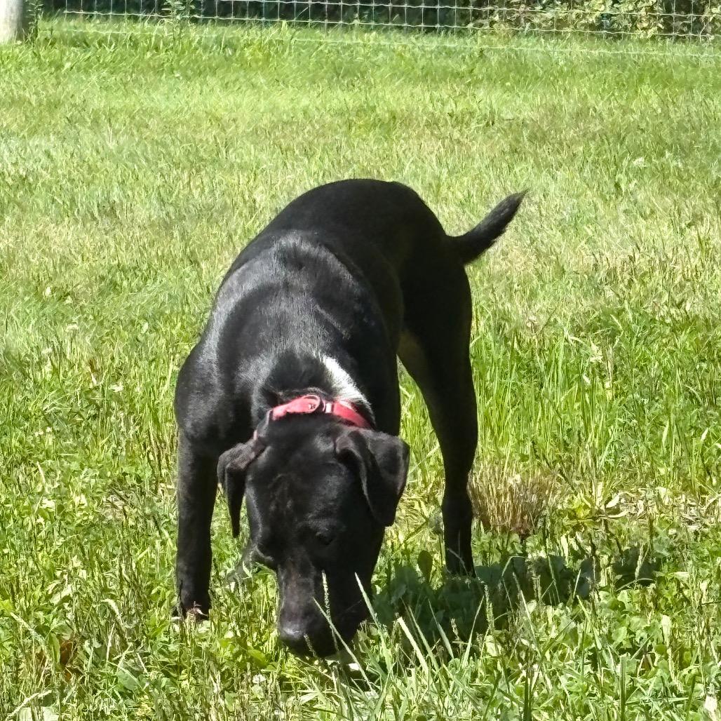 Enlarge Poppy, a Adoptable Pit Bull Terrier in Delaware, OH image 6/6