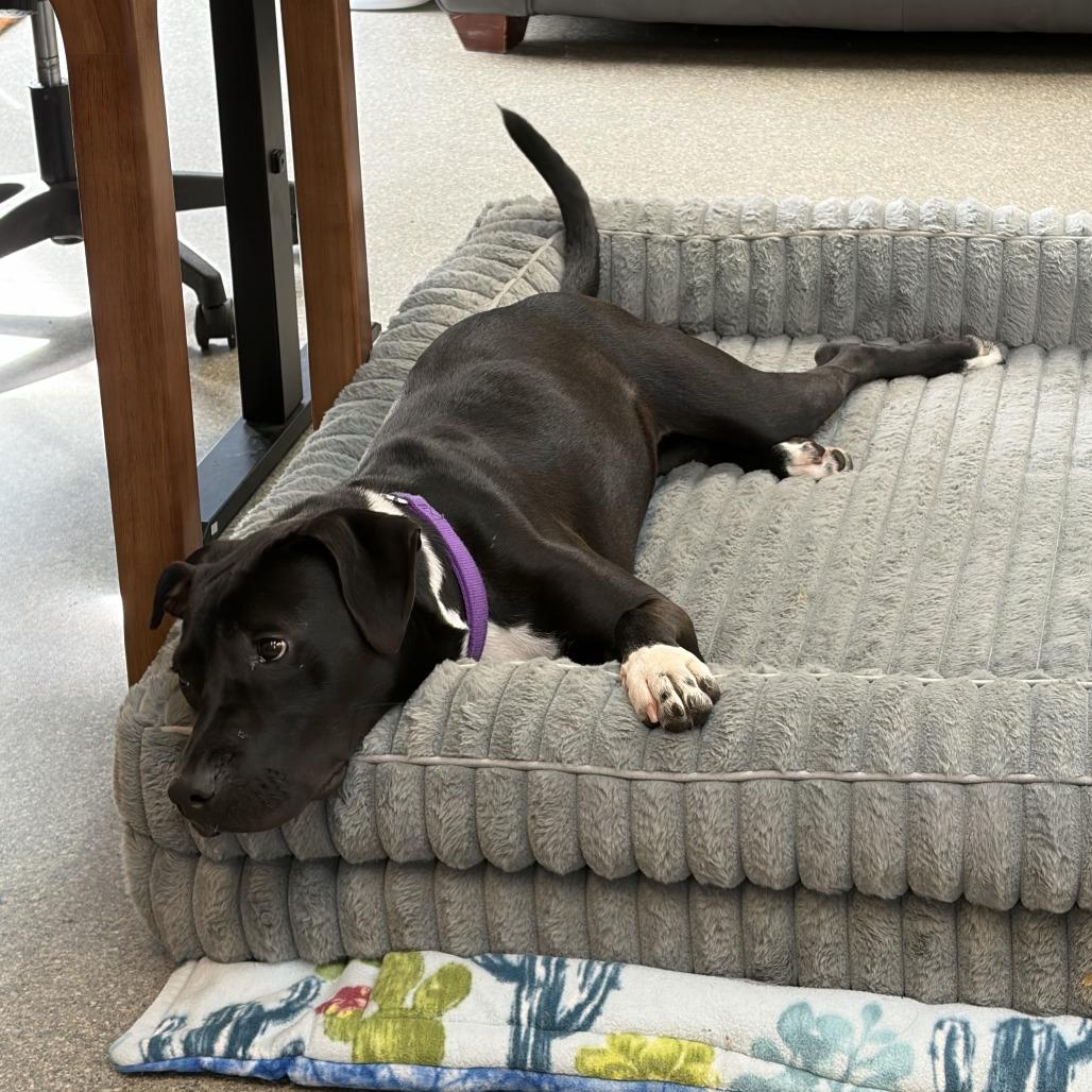 Enlarge Poppy, a Adoptable Pit Bull Terrier in Delaware, OH image 6/6
