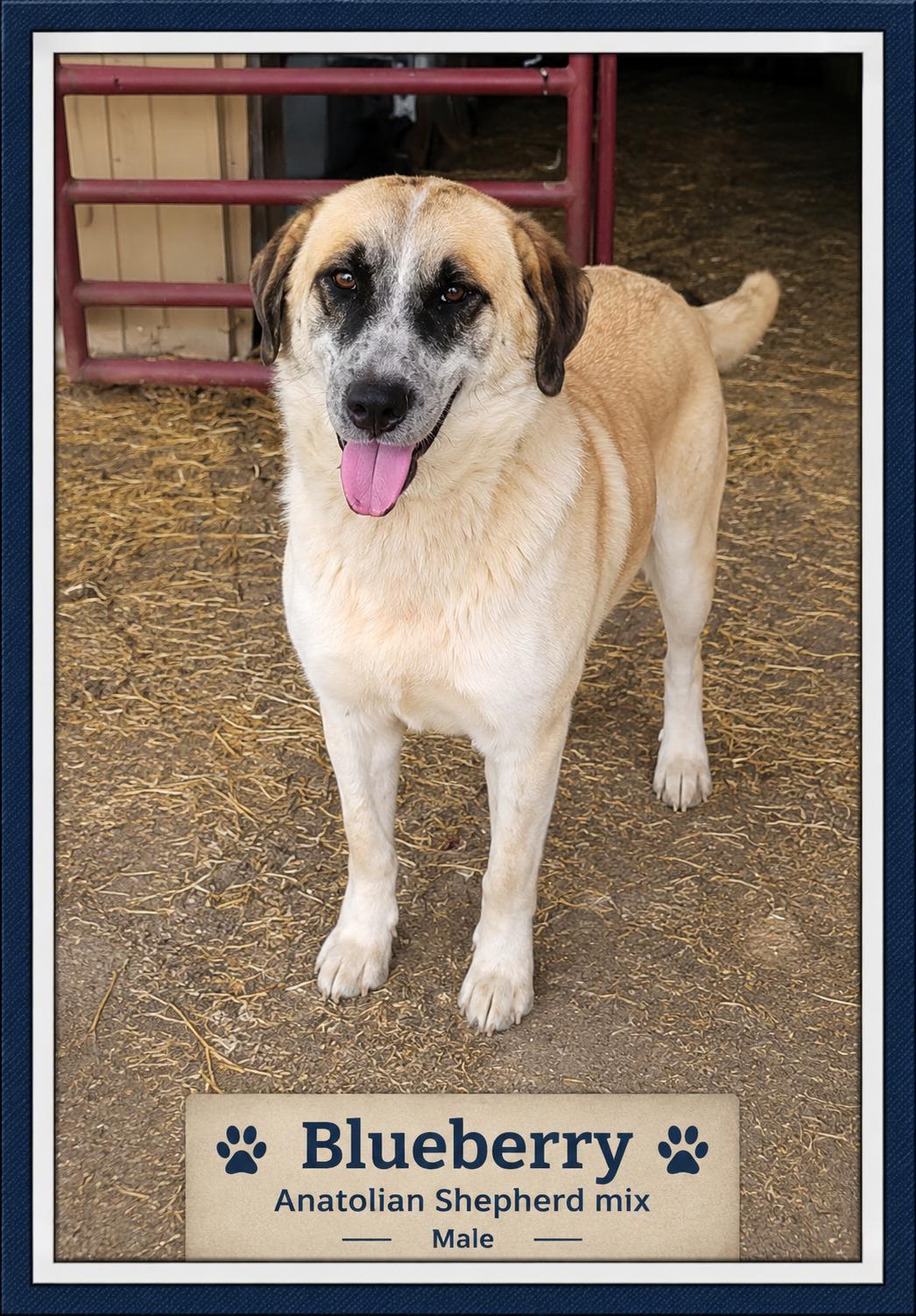 Enlarge Magnolia, an adoption pending mixed breed in Chickamauga, GA image 2/3