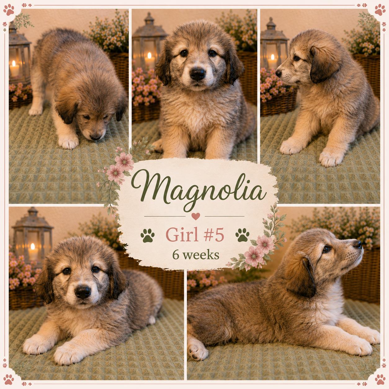 Magnolia, Adoptable, Puppy Female Great Pyrenees & Anatolian Shepherd.