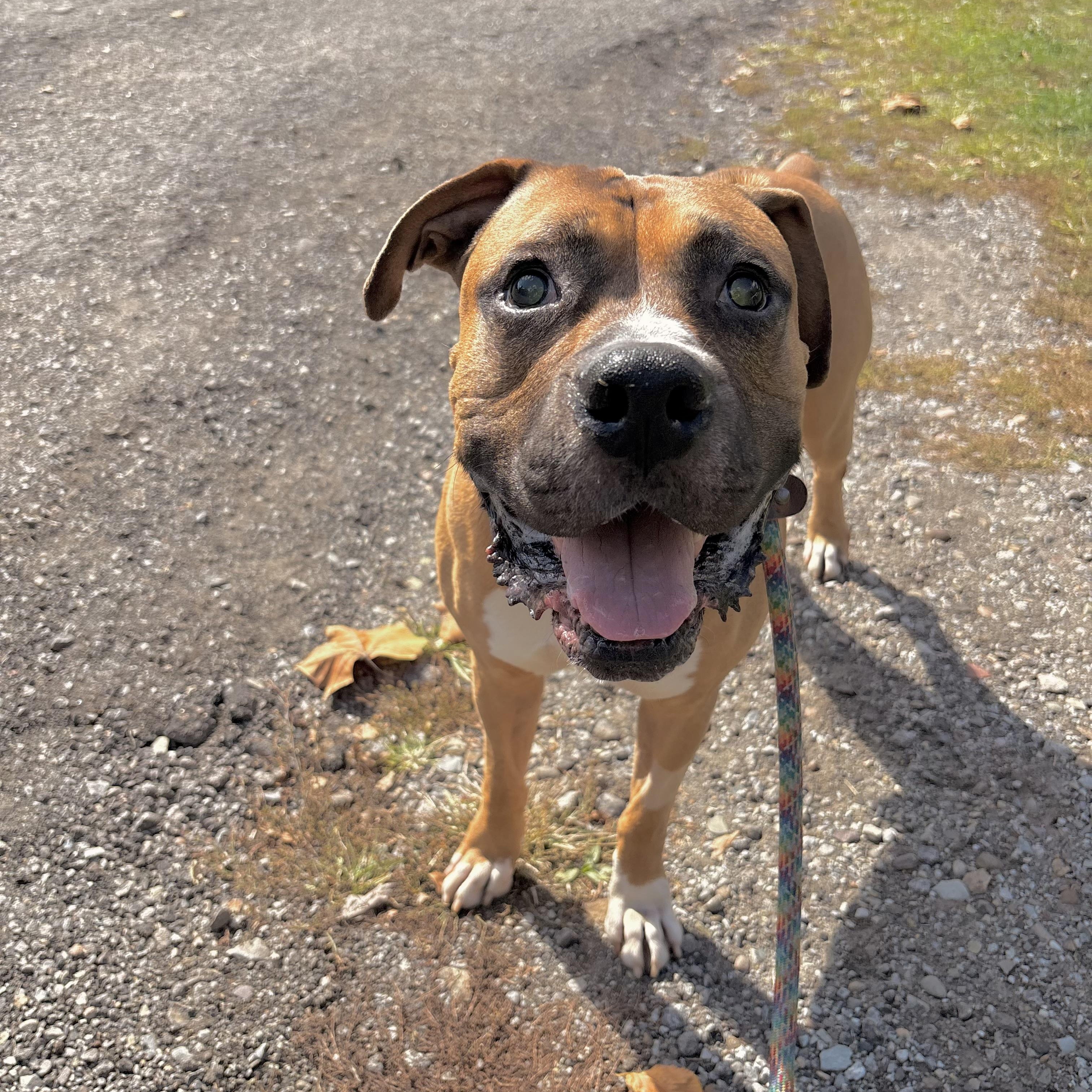 Ray, a Adoptable mixed breed in White Oak, PA image 5/6