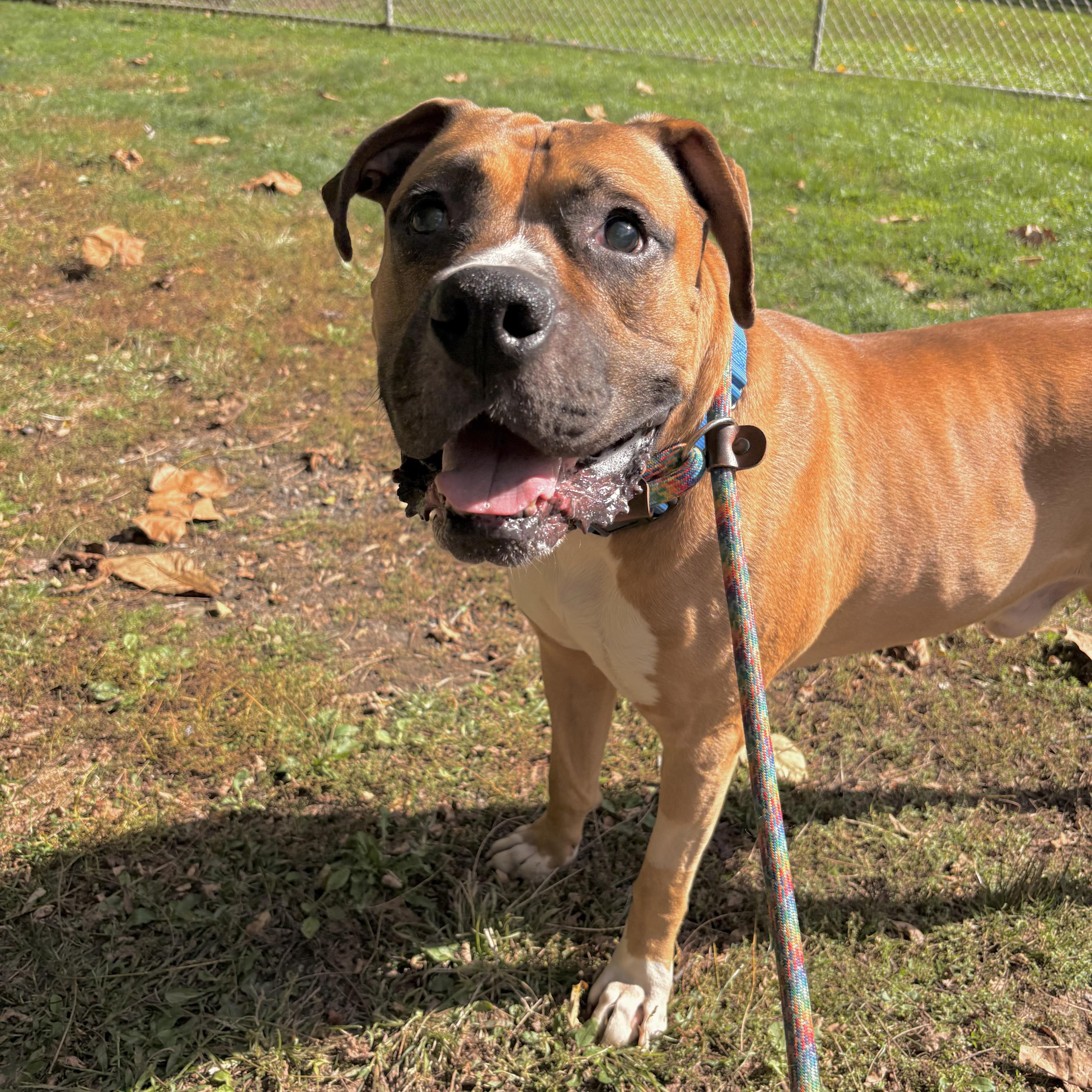 Ray, Adoptable, Adult Male Boxer.