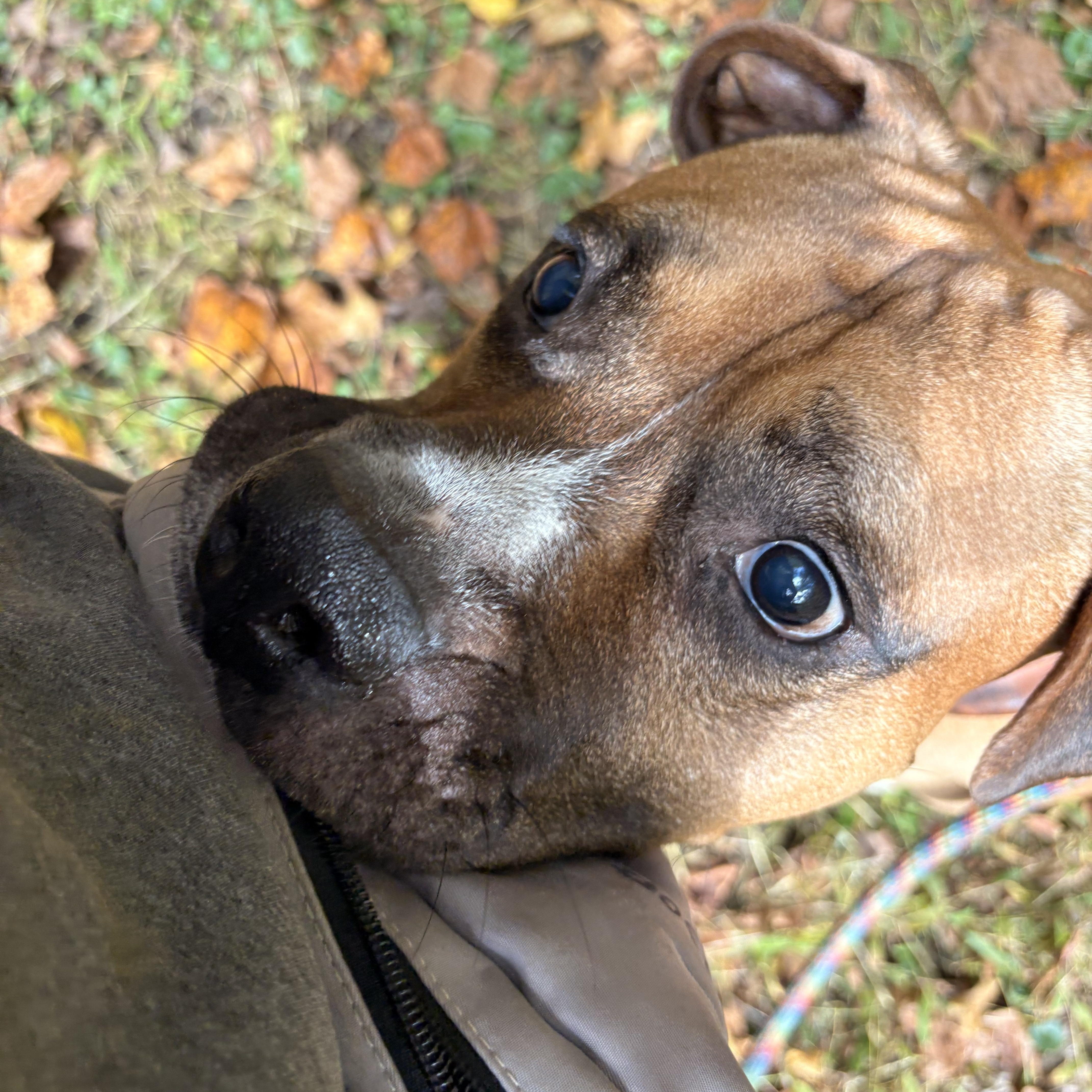 Ray, a Adoptable mixed breed in White Oak, PA image 6/6
