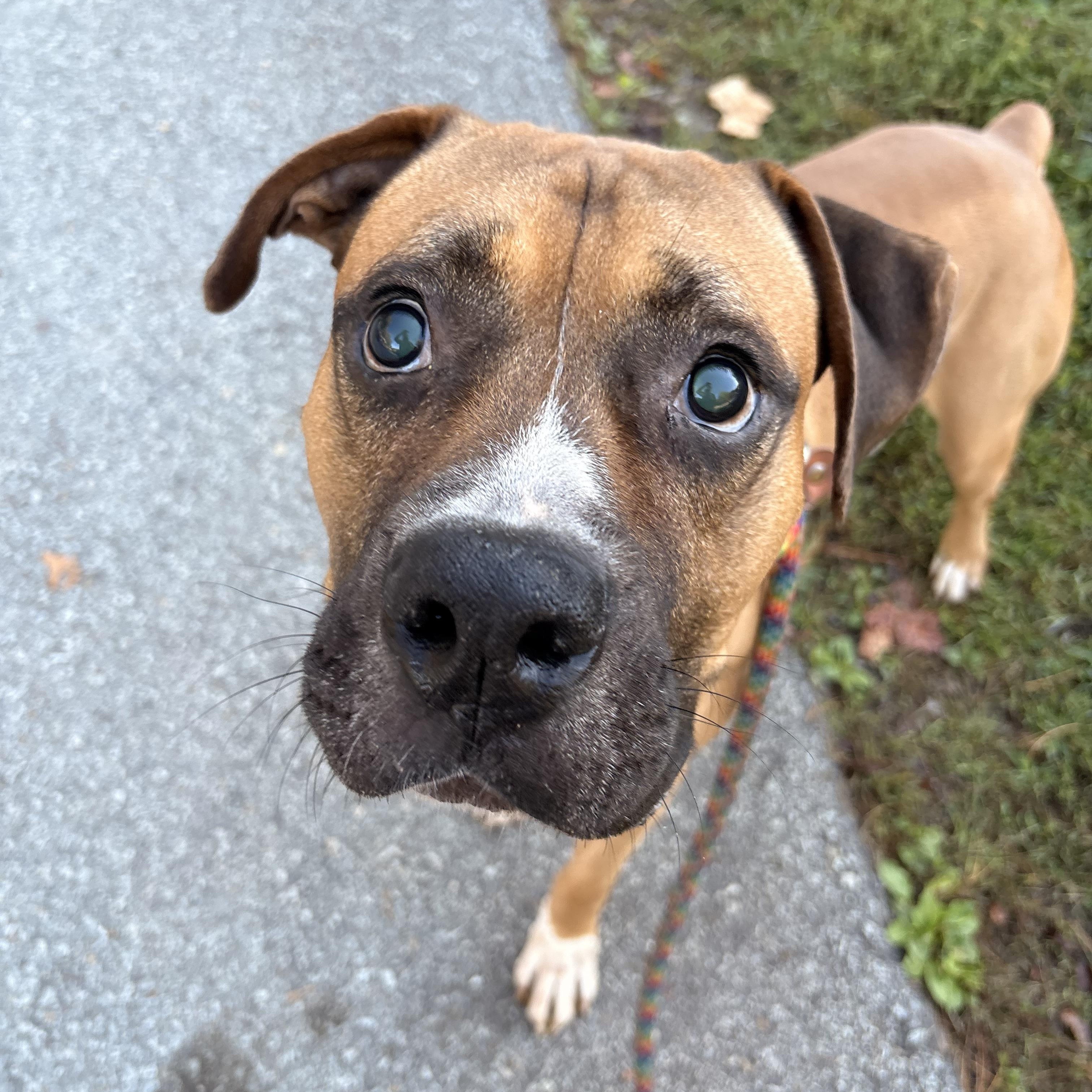 Ray, a Adoptable mixed breed in White Oak, PA image 3/6