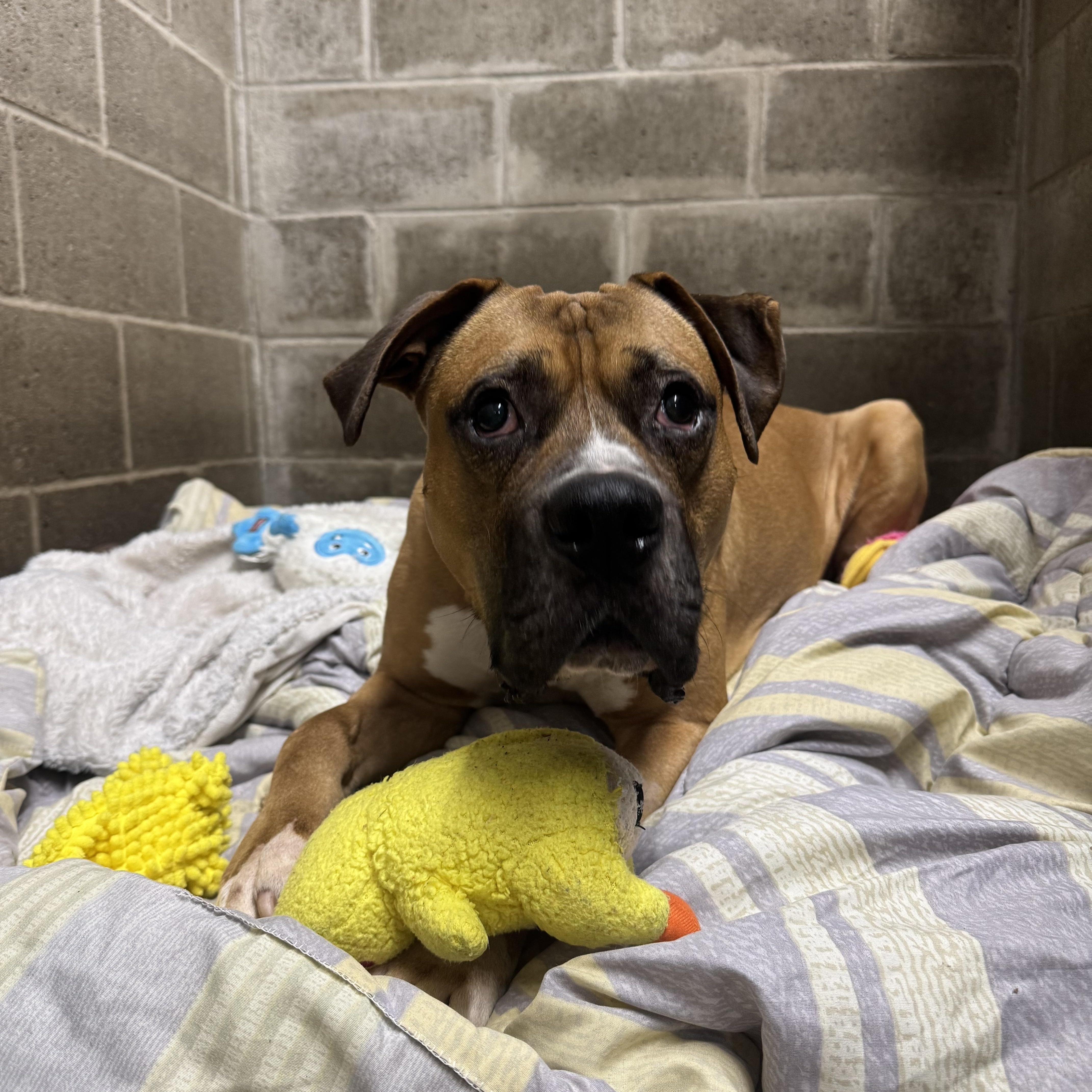 Ray, a Adoptable mixed breed in White Oak, PA image 4/6