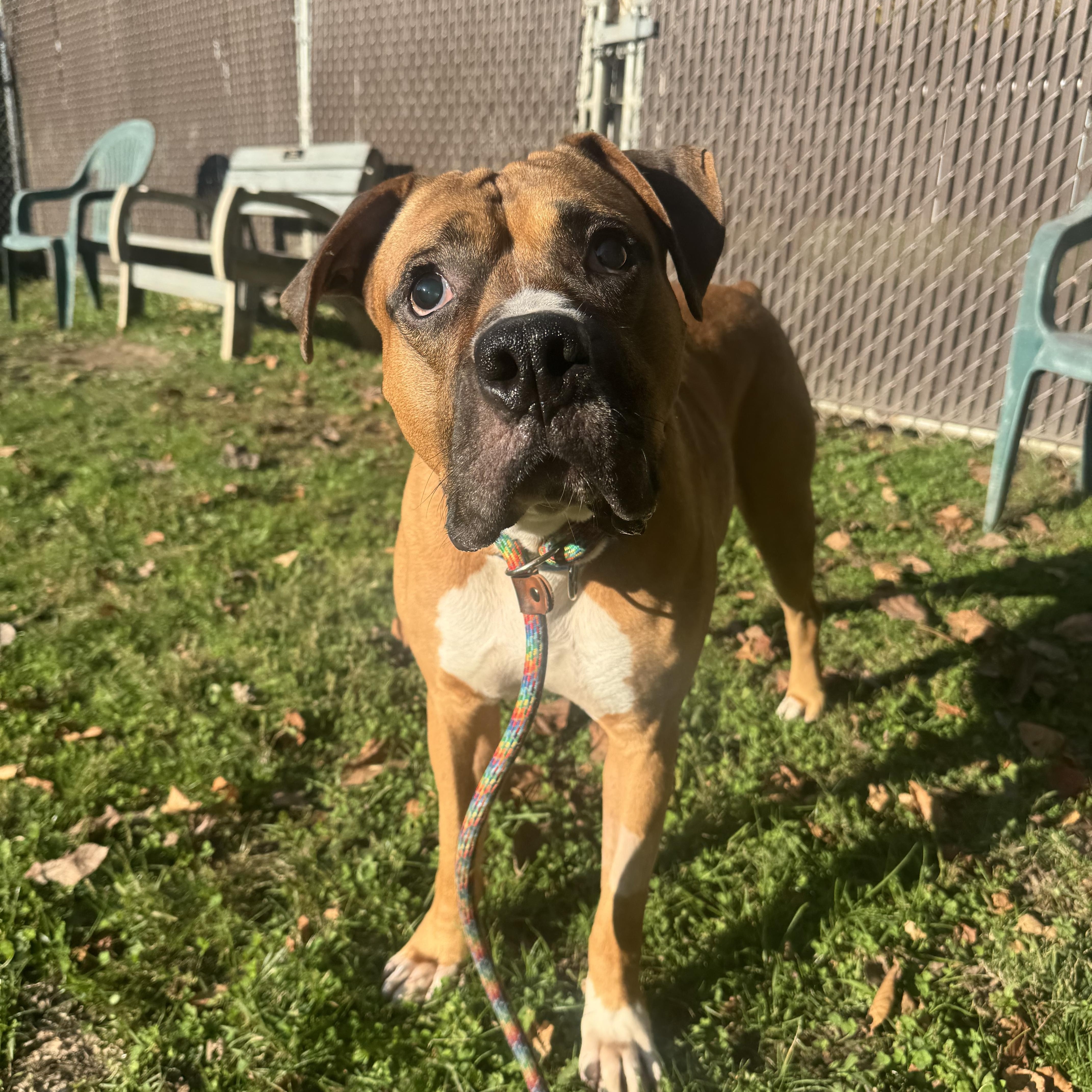 Ray, a Adoptable mixed breed in White Oak, PA image 2/6