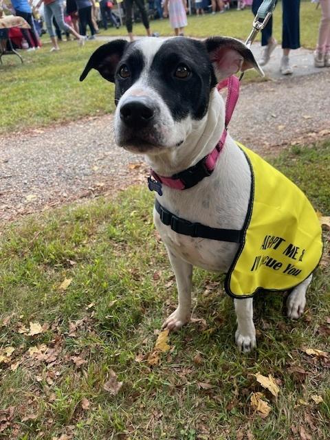Skye, Adoptable, Adult Female Dalmatian & Labrador Retriever.
