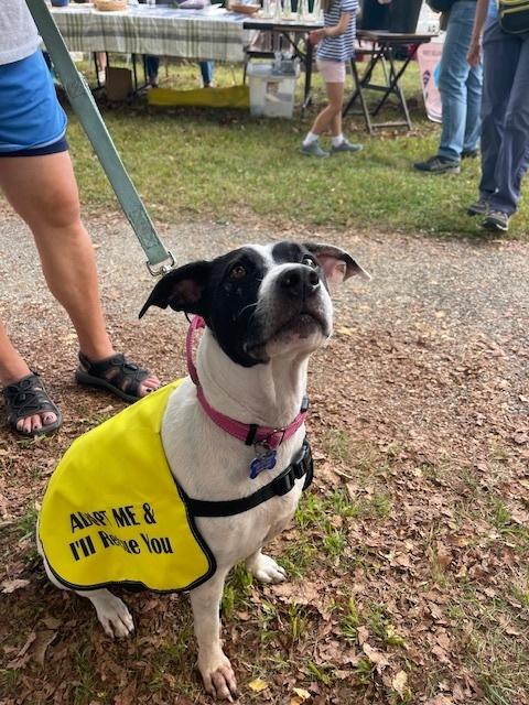 Enlarge Skye, a Adoptable mixed breed in Waterbury, CT image 3/6