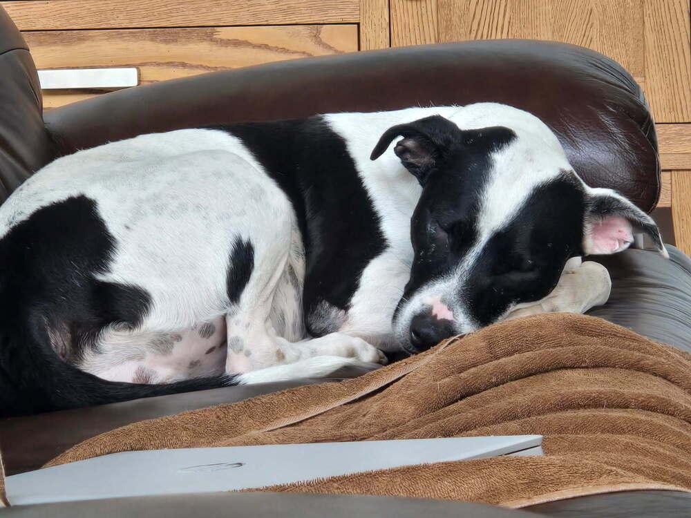 Enlarge Skye, a Adoptable mixed breed in Waterbury, CT image 5/6