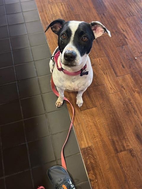 Enlarge Skye, a Adoptable mixed breed in Waterbury, CT image 6/6