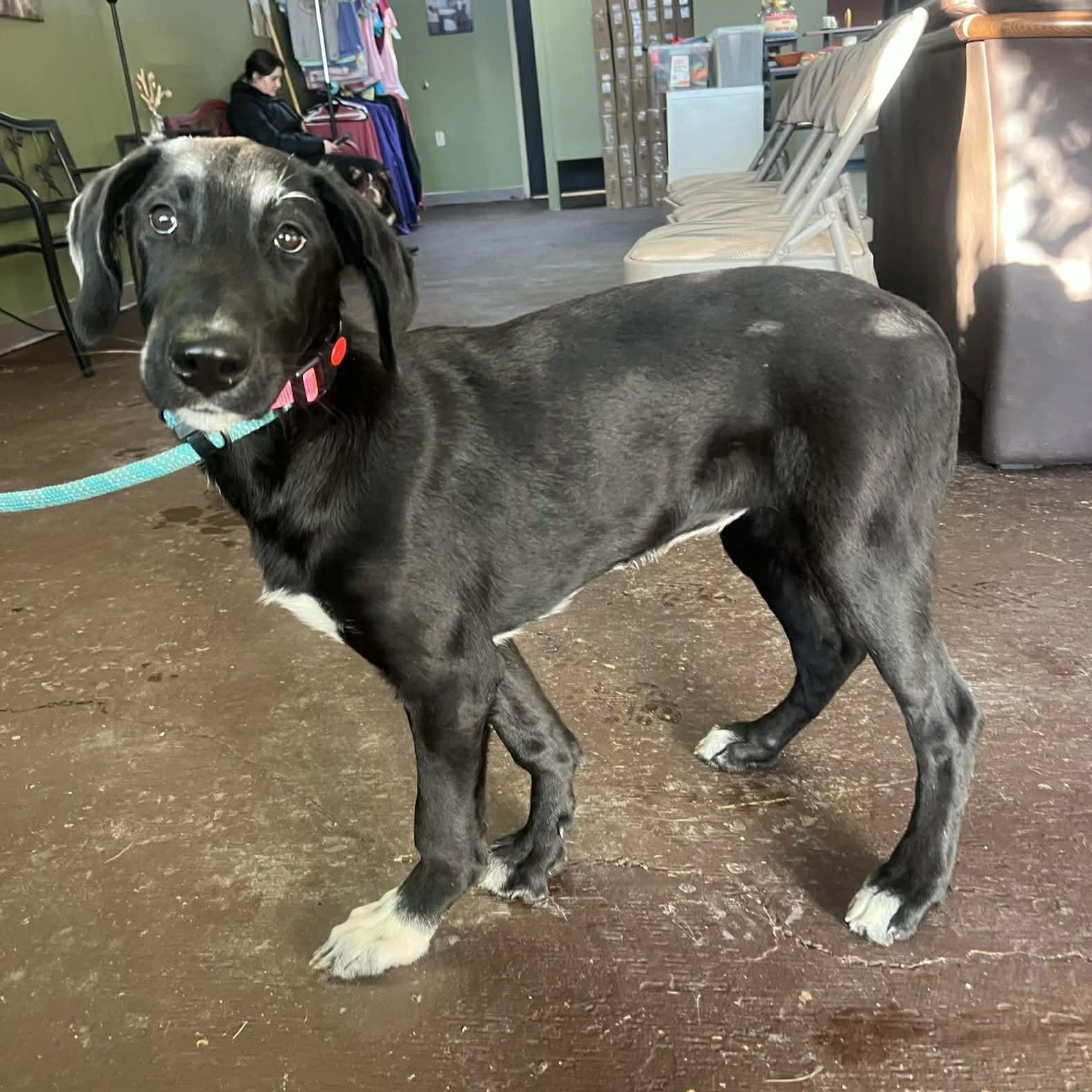 Elenor, a ADOPTABLE mixed breed in Williston, VT image 1/3