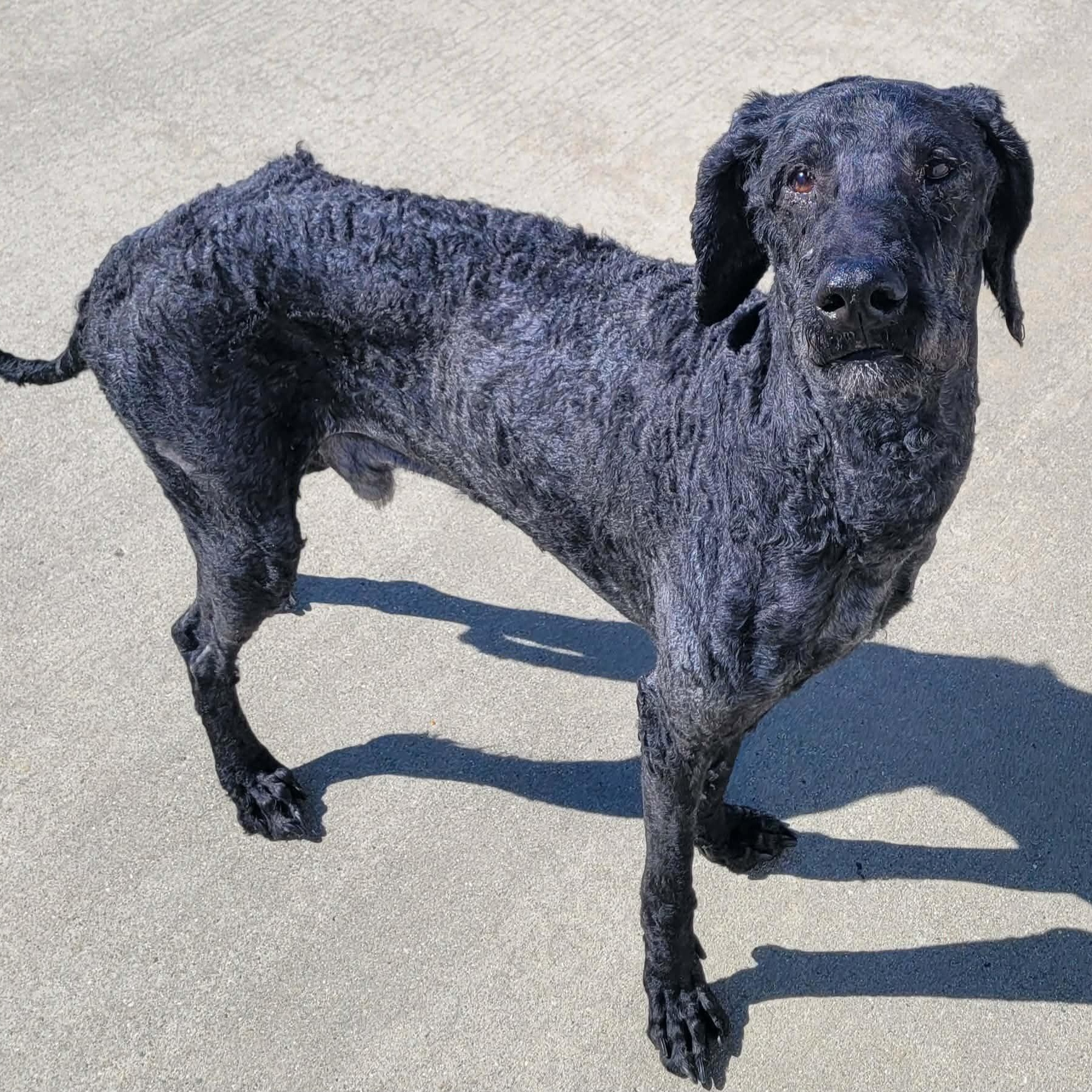 Enlarge Mario! Great Dog!, a ADOPTABLE mixed breed in Meriden, CT image 3/6