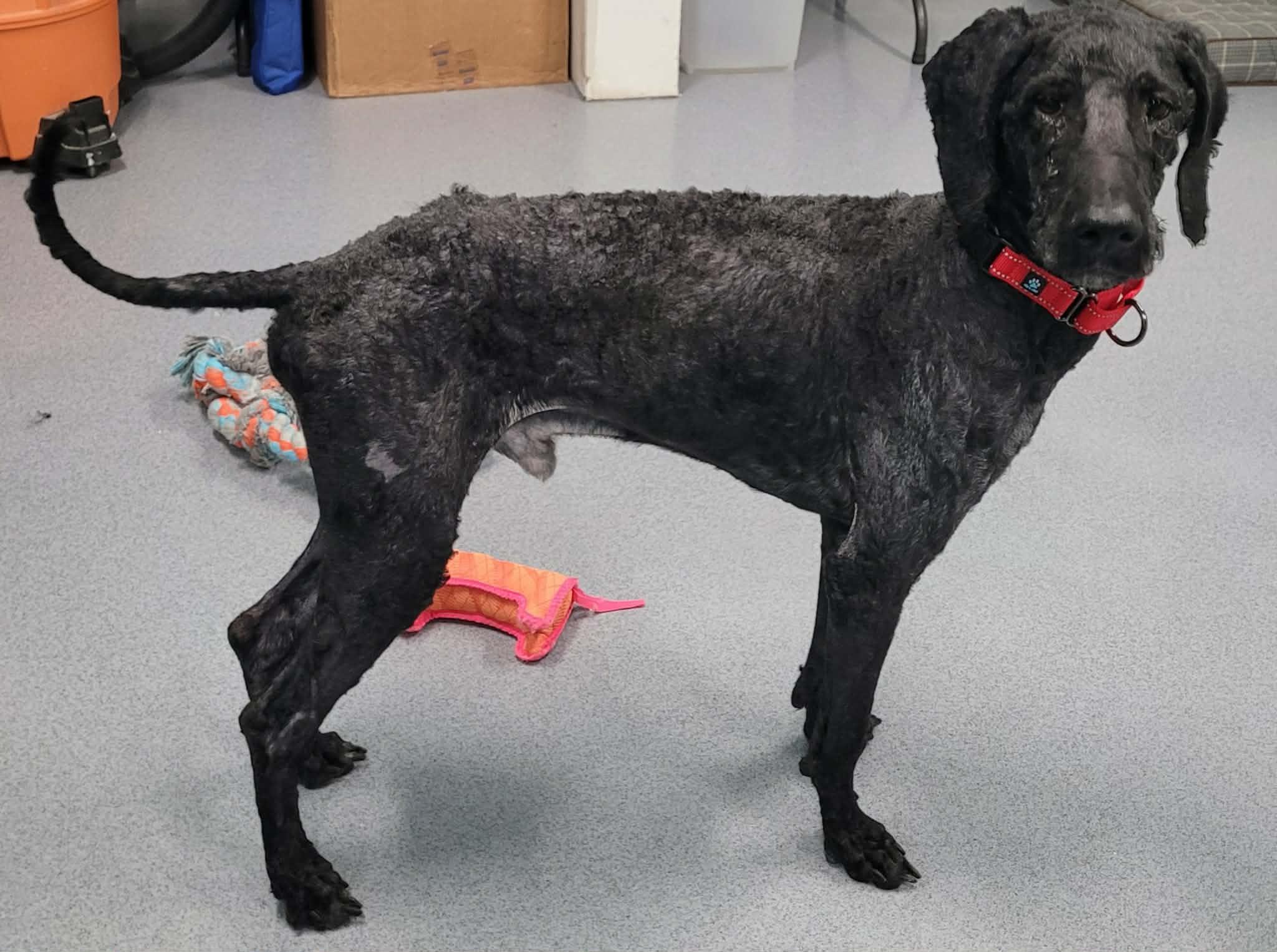 Enlarge Mario! Great Dog!, a ADOPTABLE mixed breed in Meriden, CT image 6/6