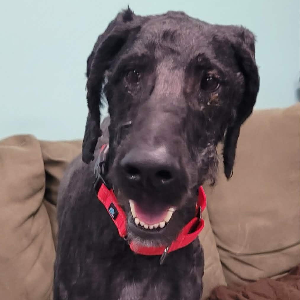 Enlarge Mario! Great Dog!, a ADOPTABLE mixed breed in Meriden, CT image 2/6