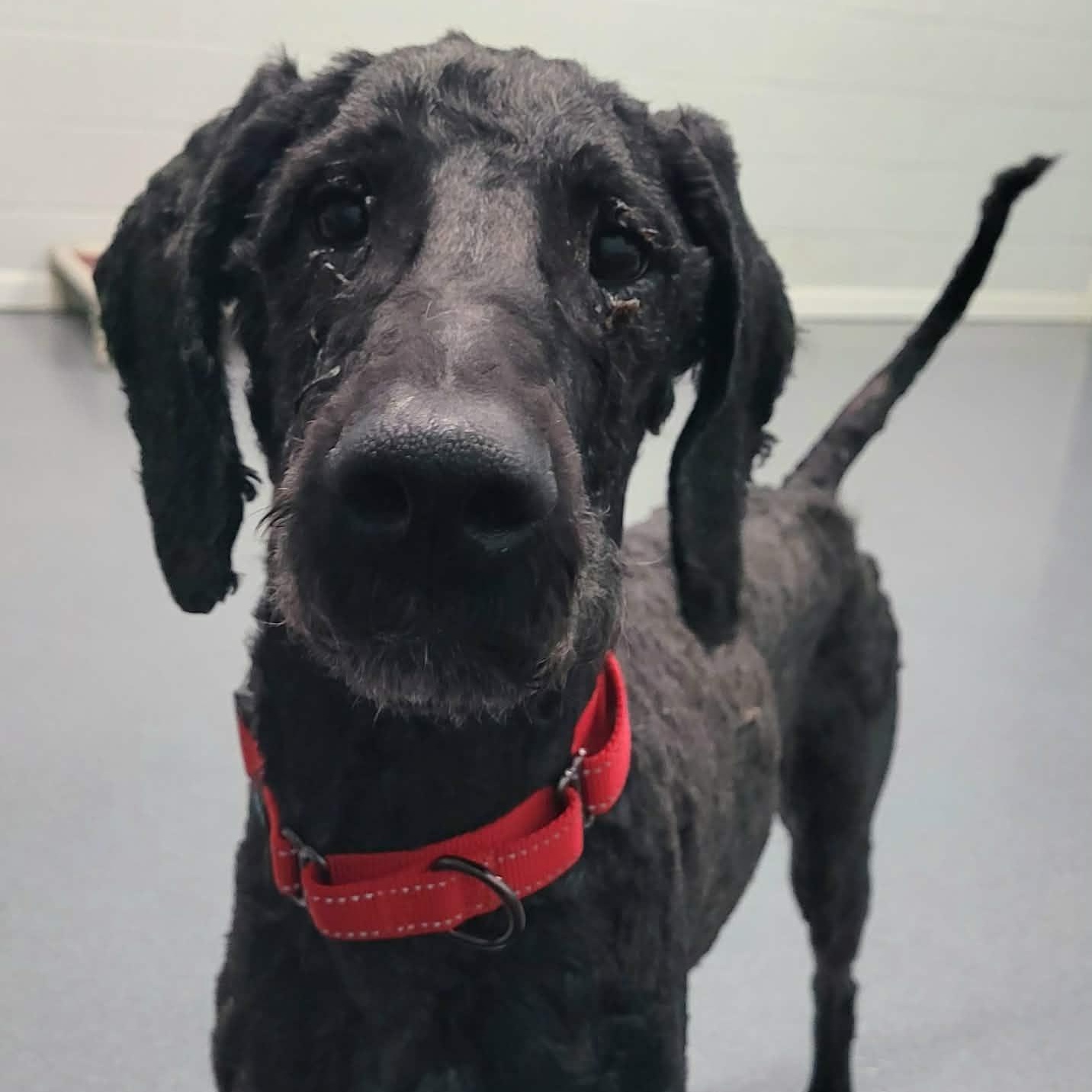 Mario! Great Dog!, ADOPTABLE, Adult Male Poodle & Labradoodle.