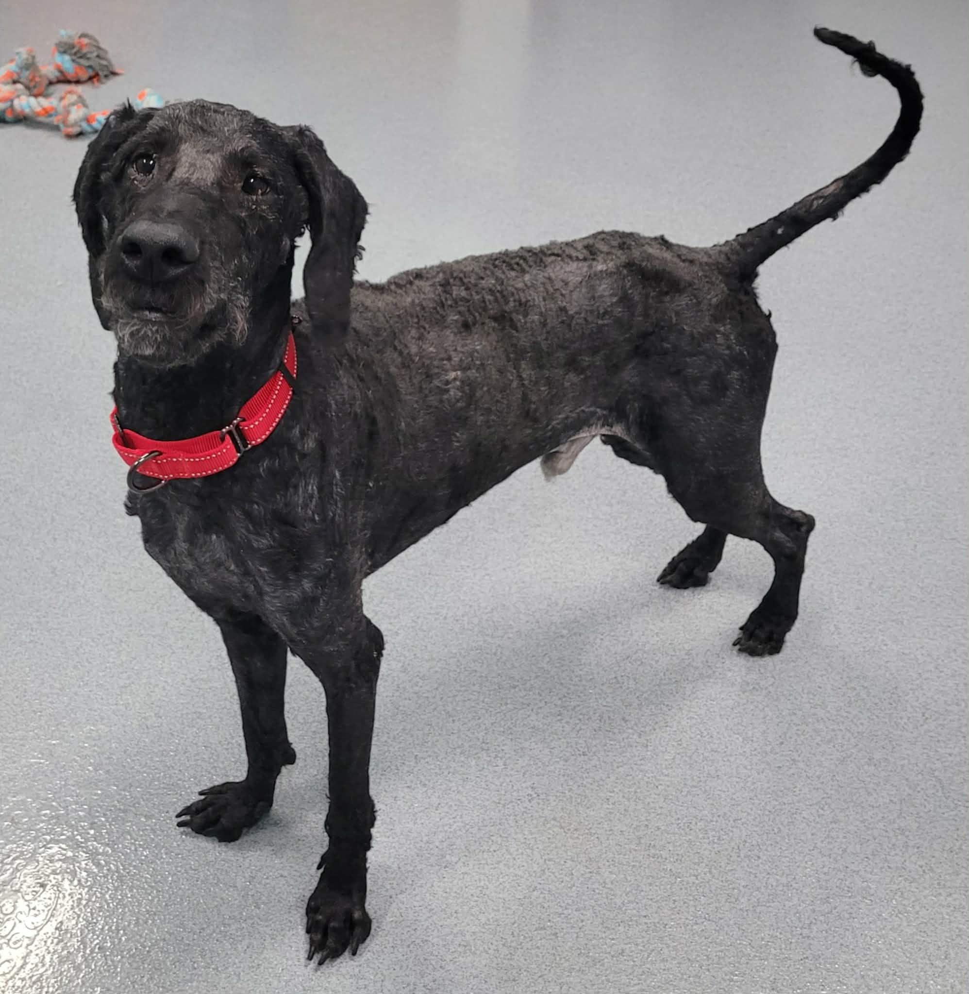 Enlarge Mario! Great Dog!, a ADOPTABLE mixed breed in Meriden, CT image 5/6