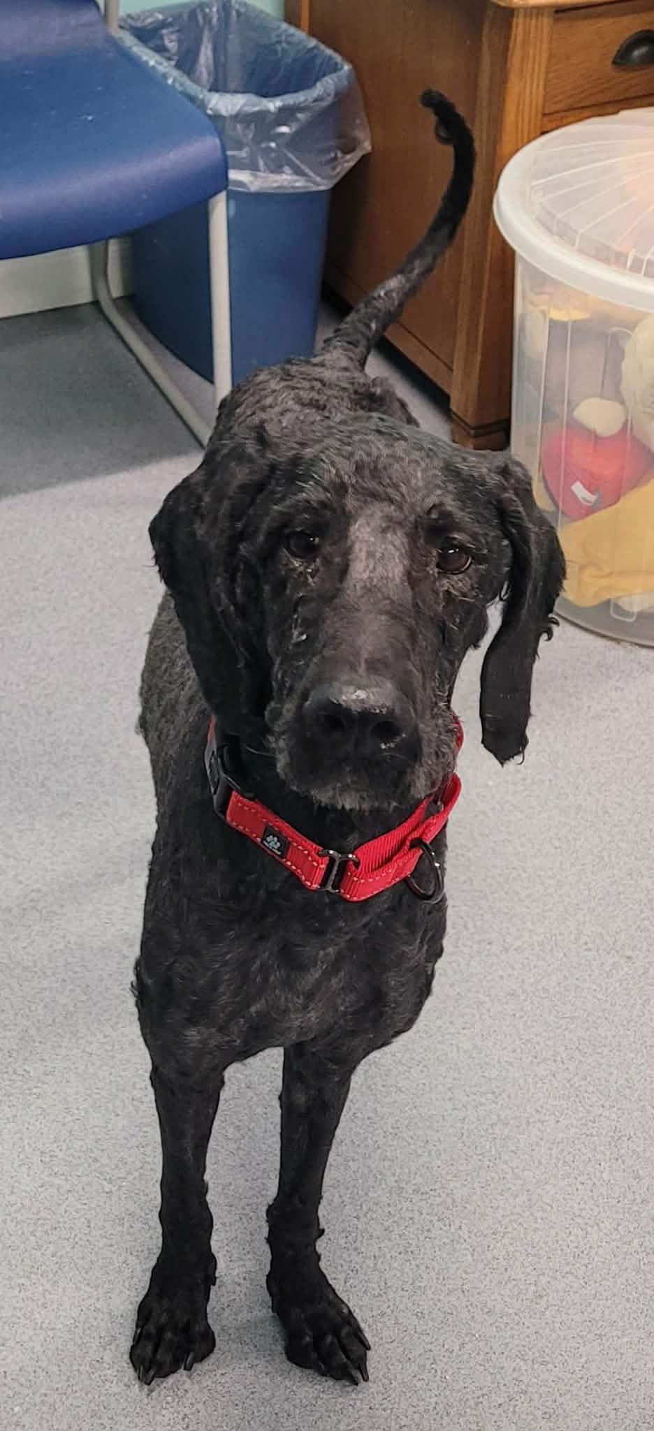 Enlarge Mario! Great Dog!, a ADOPTABLE mixed breed in Meriden, CT image 4/6